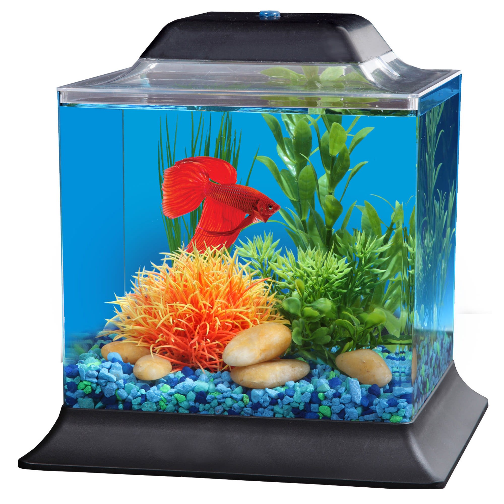 hoofdkussen Modernisering genezen Imagitarium 1.4 Gallon Betta Aquarium | Petco