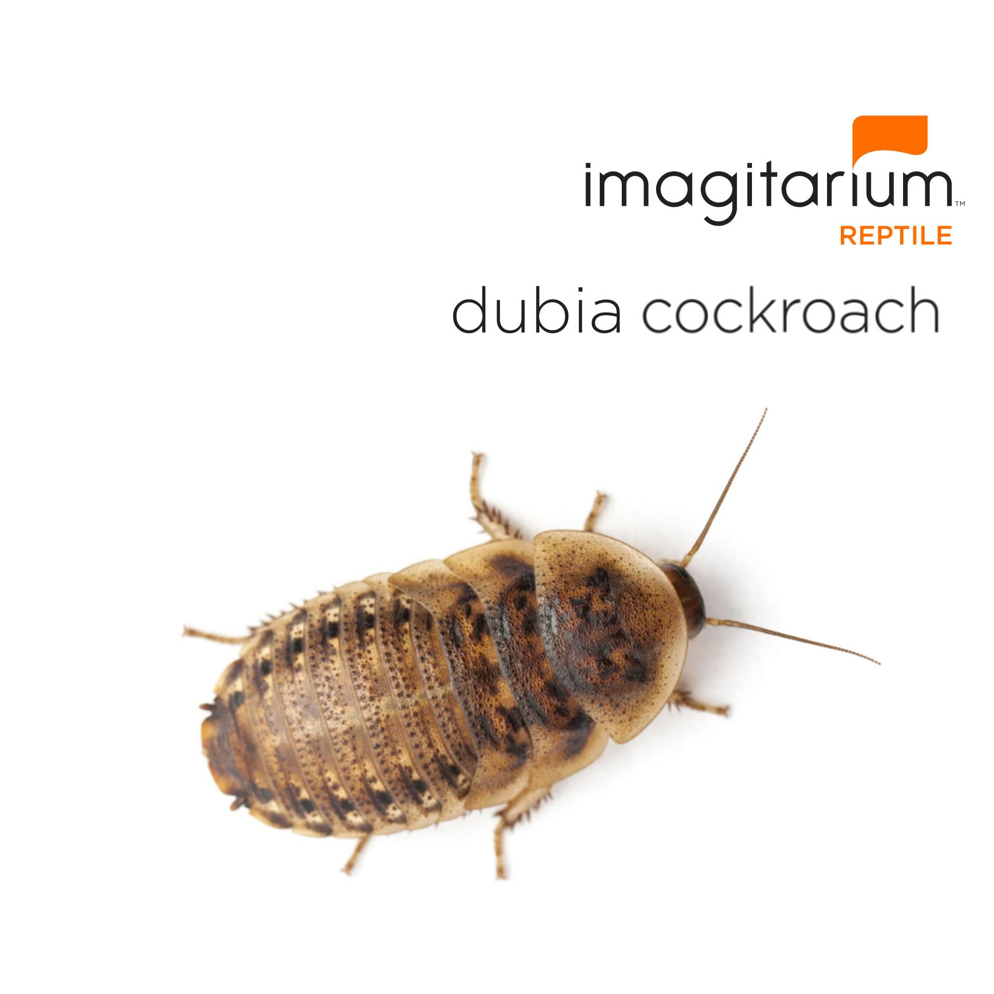 Dubia Roach Variety Pack • Assorted Sizes! • Dubia Roach Depot