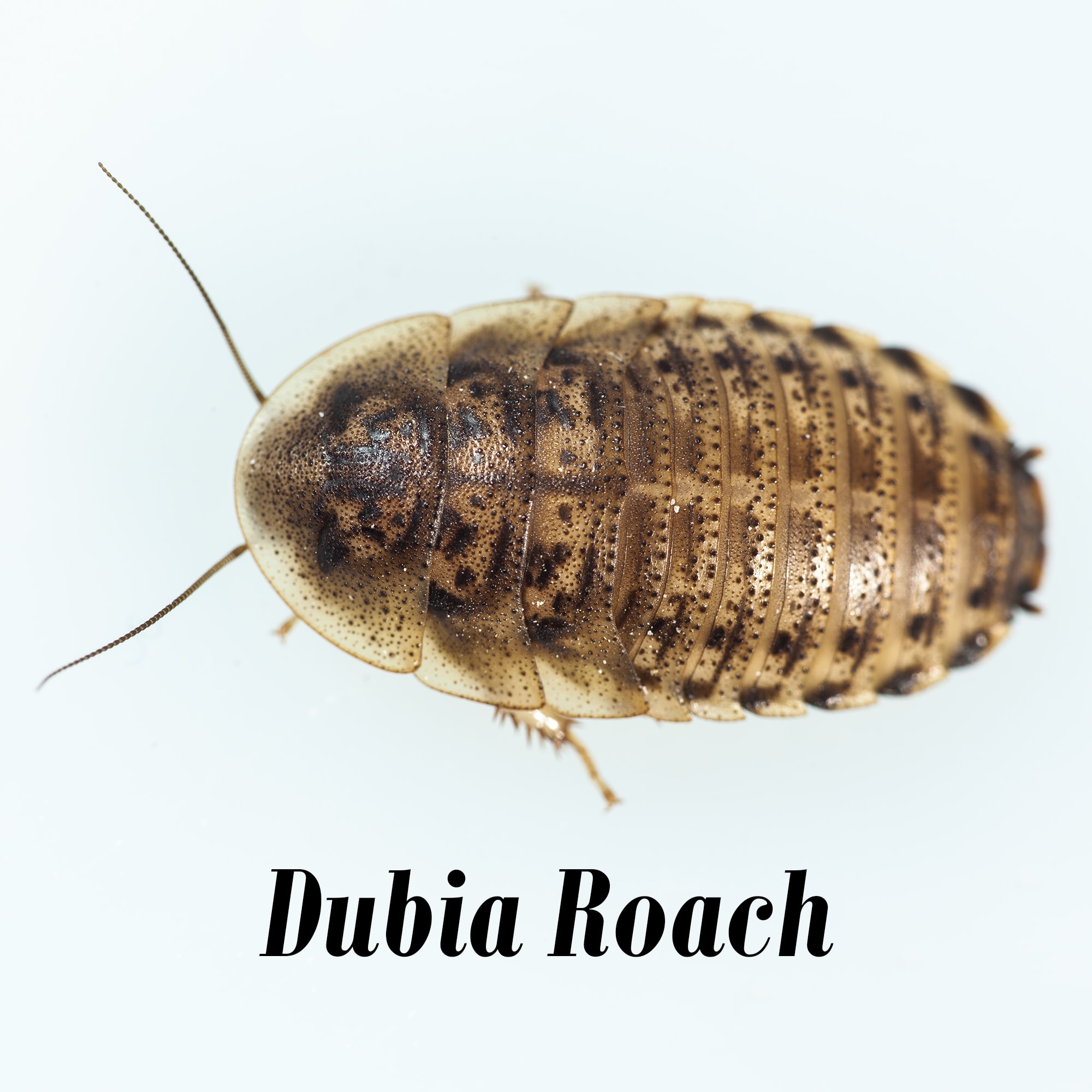 Dubia Roaches 100 Small Sizes  1/4 to 3/8 inch Free and Fast Shipping 