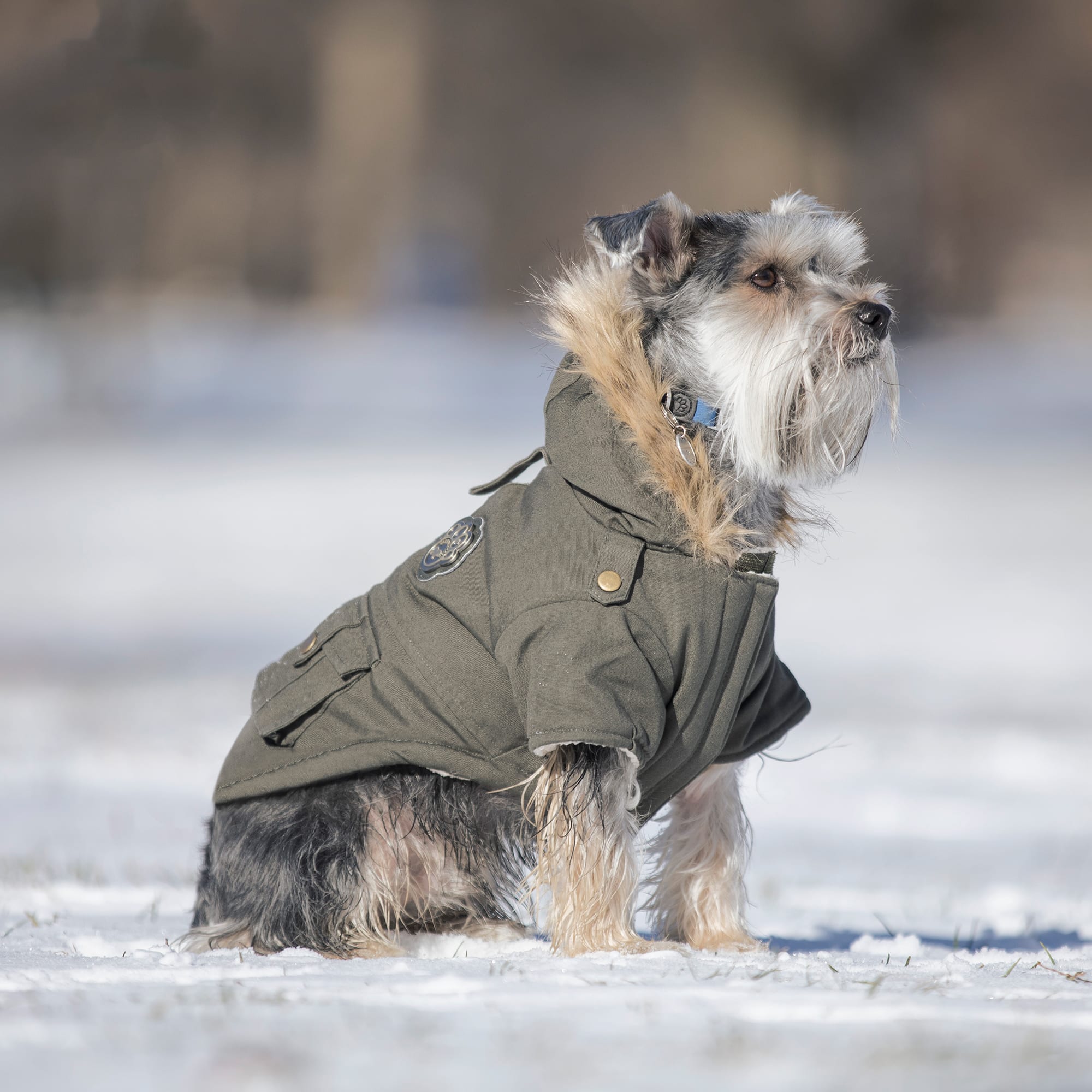 Canada goose 2025 canada pooch