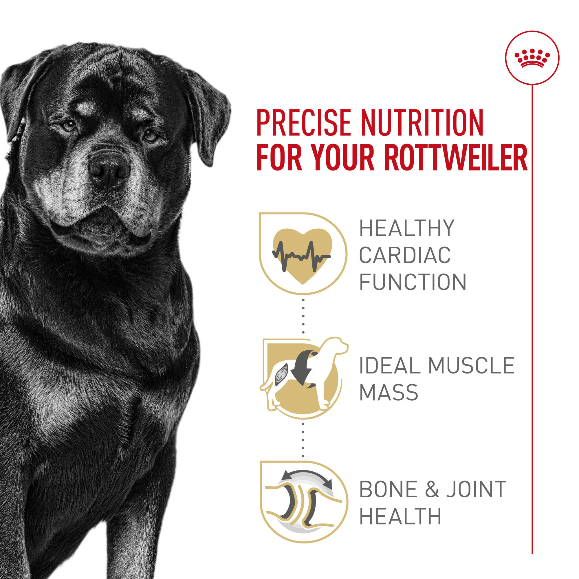 Royal Canin Breed Health Nutrition Rottweiler Adult Dry Dog Food