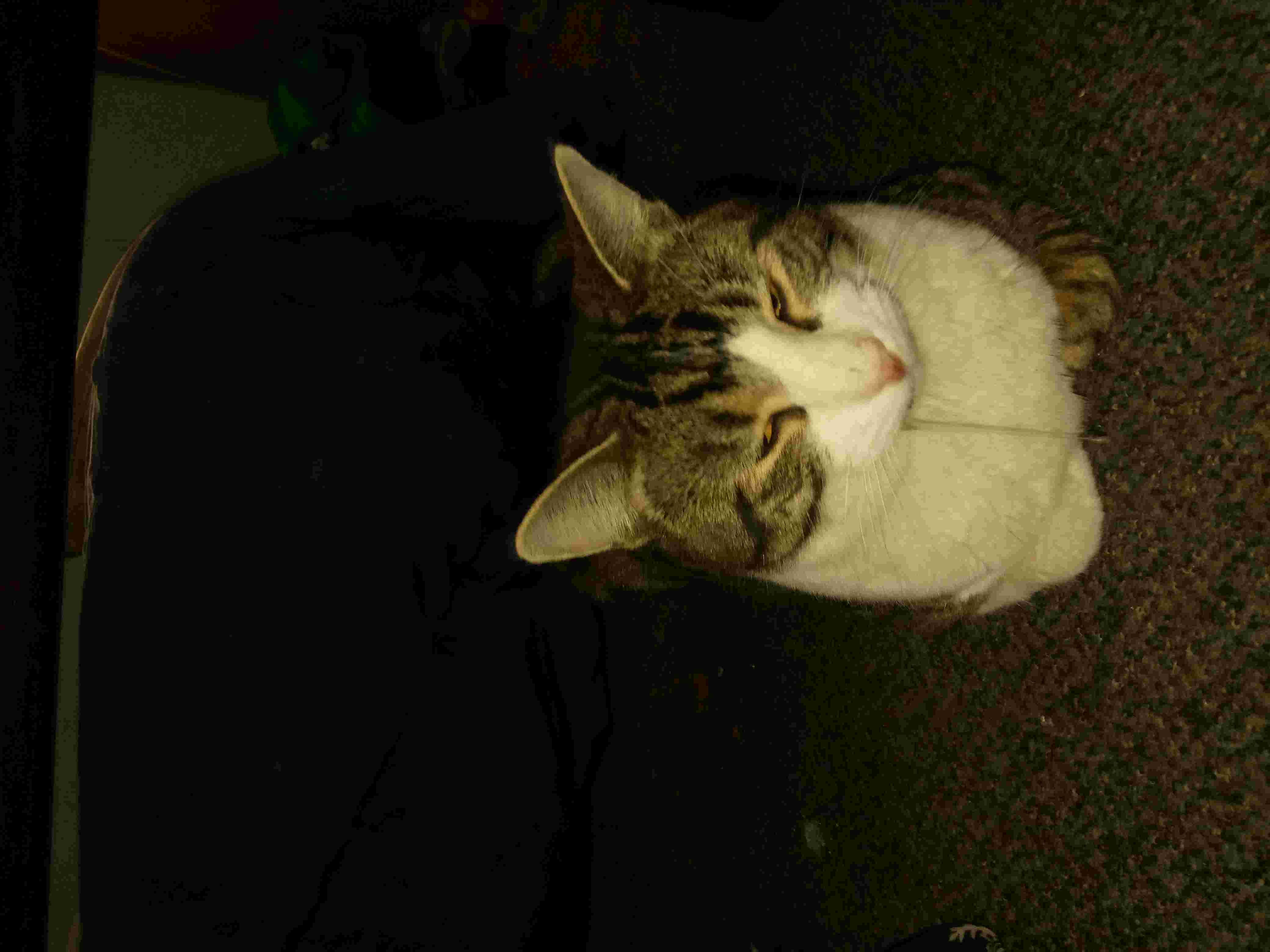 Gallery Detail: What Causes Cat Drooling Bad Breath Appetite Changes