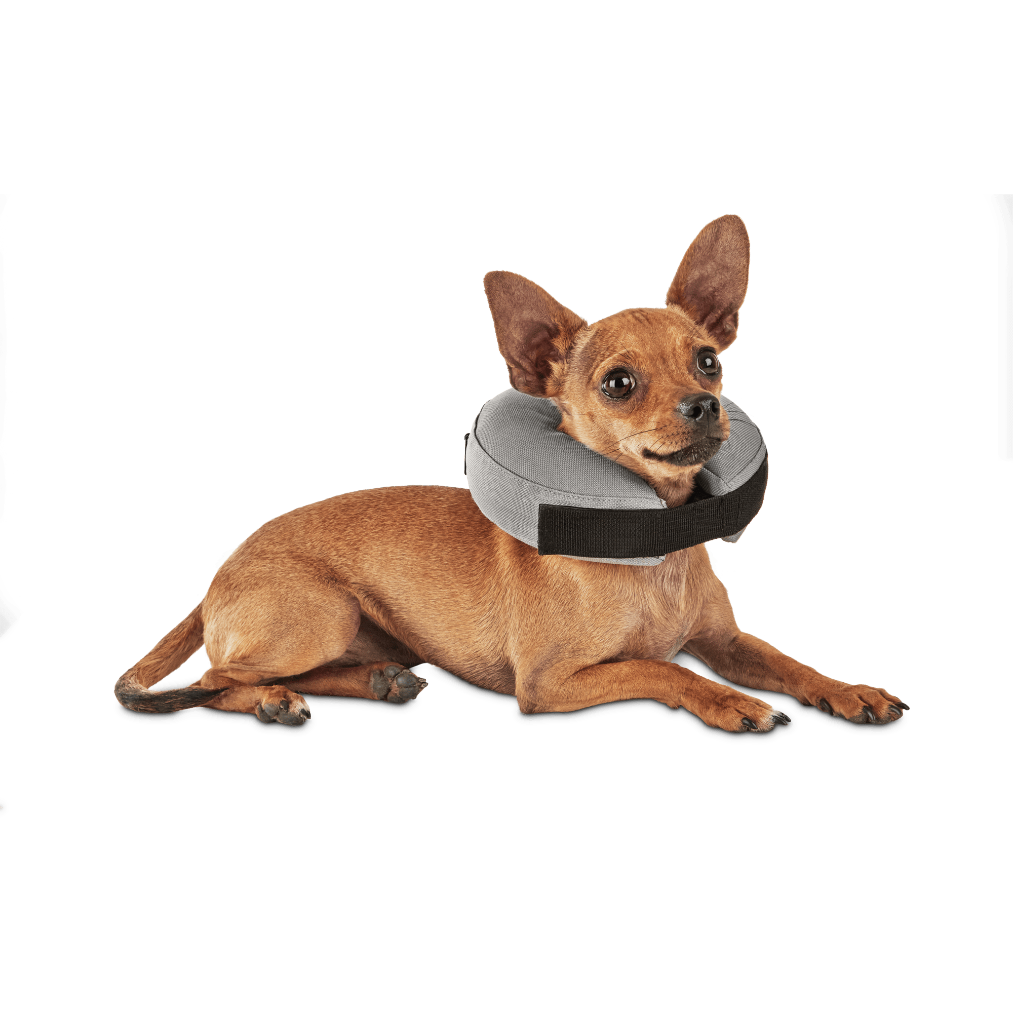 e collar for dogs petco