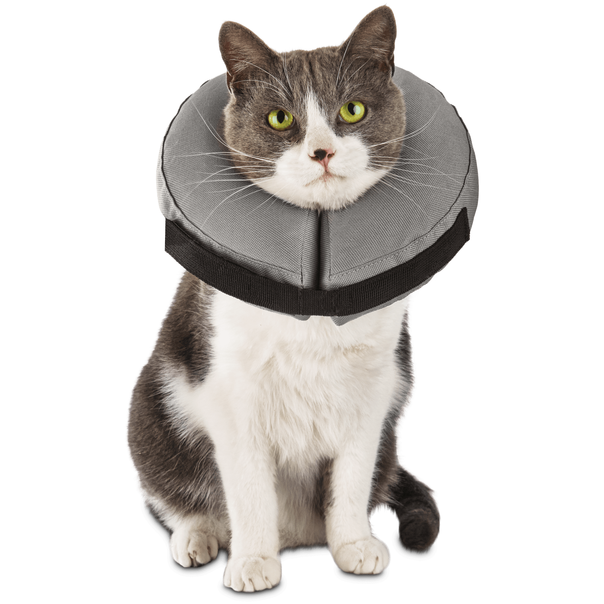 e collar for cats petco