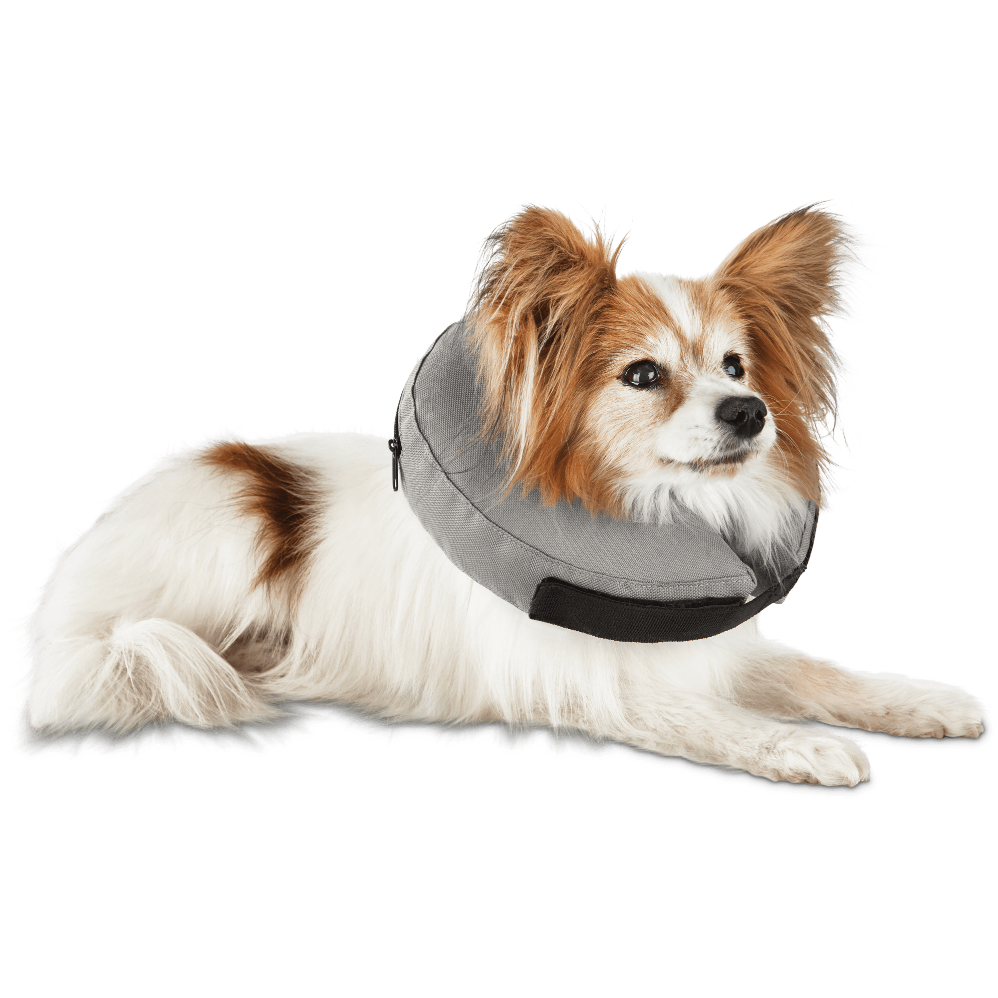 e collar for dogs petco