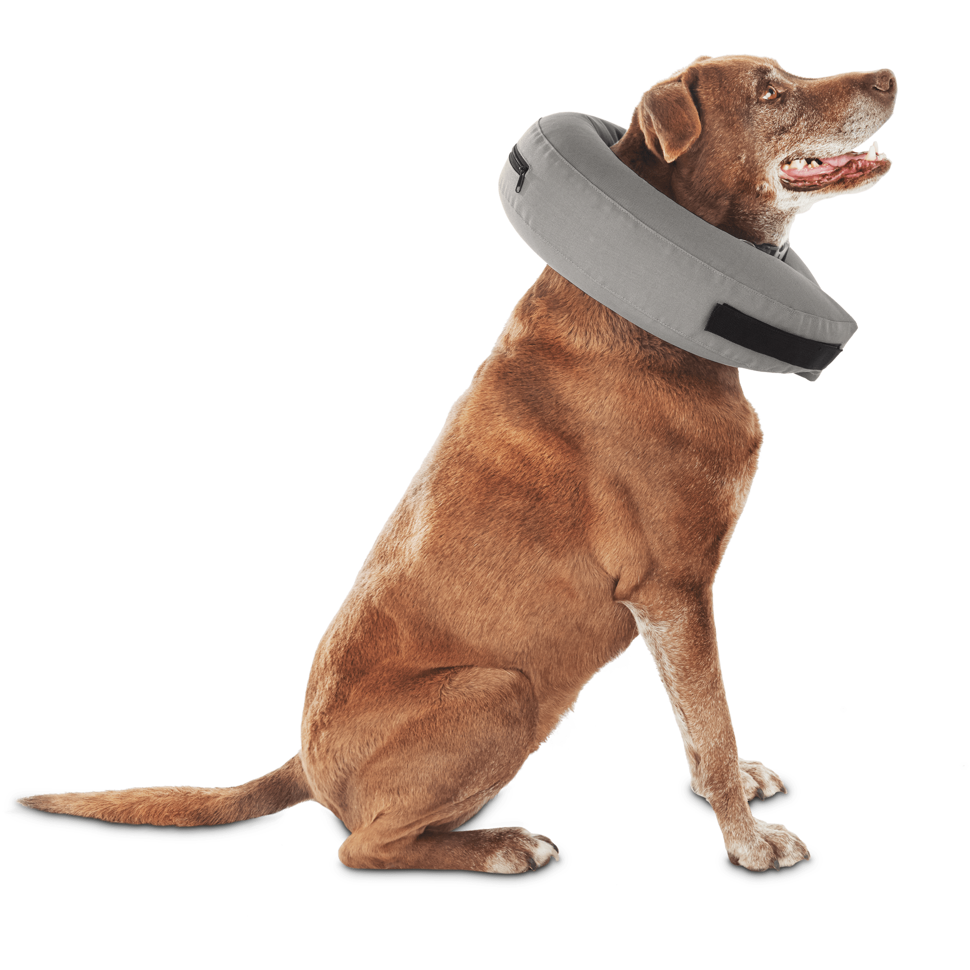 quick release dog collar petco