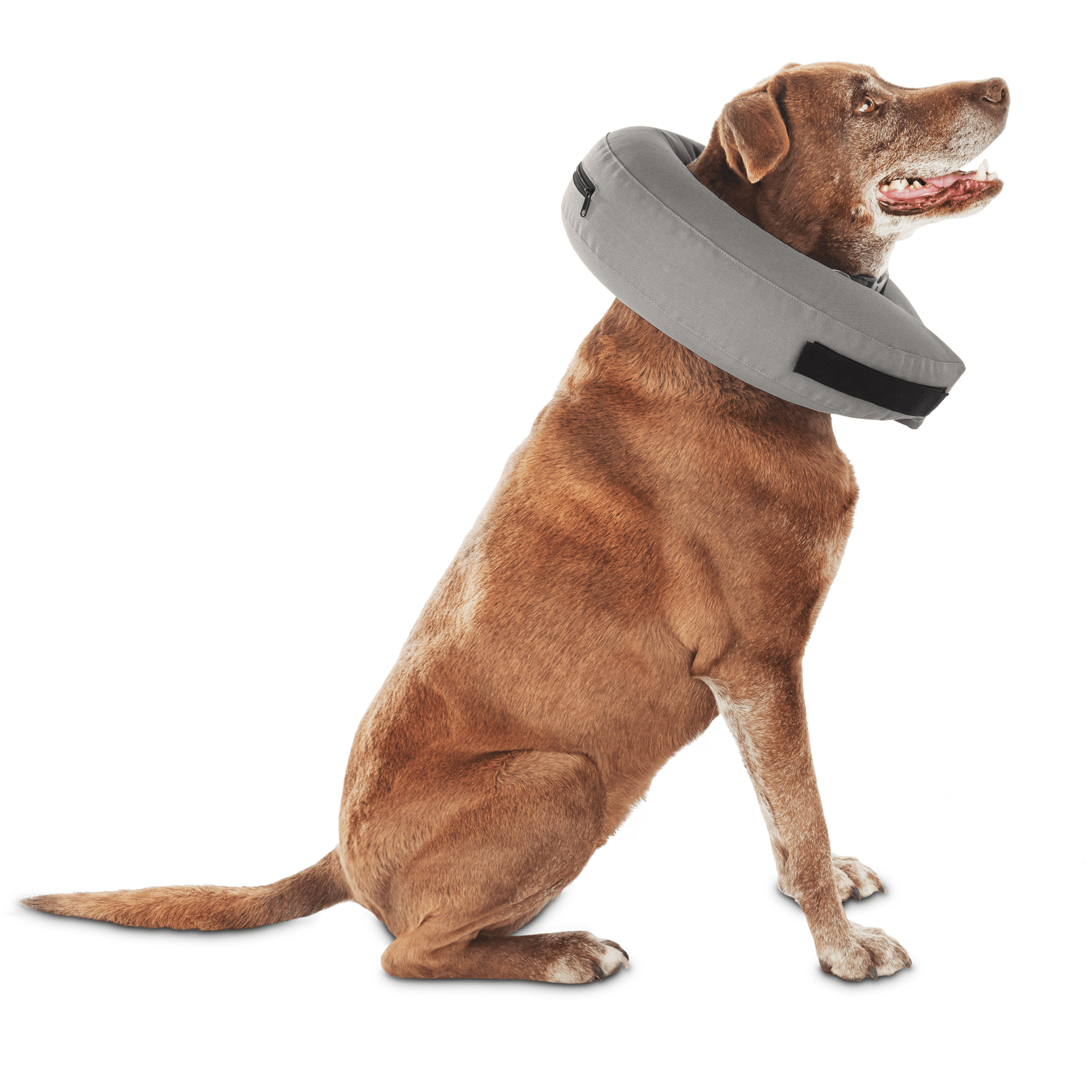 e collar for dogs petco