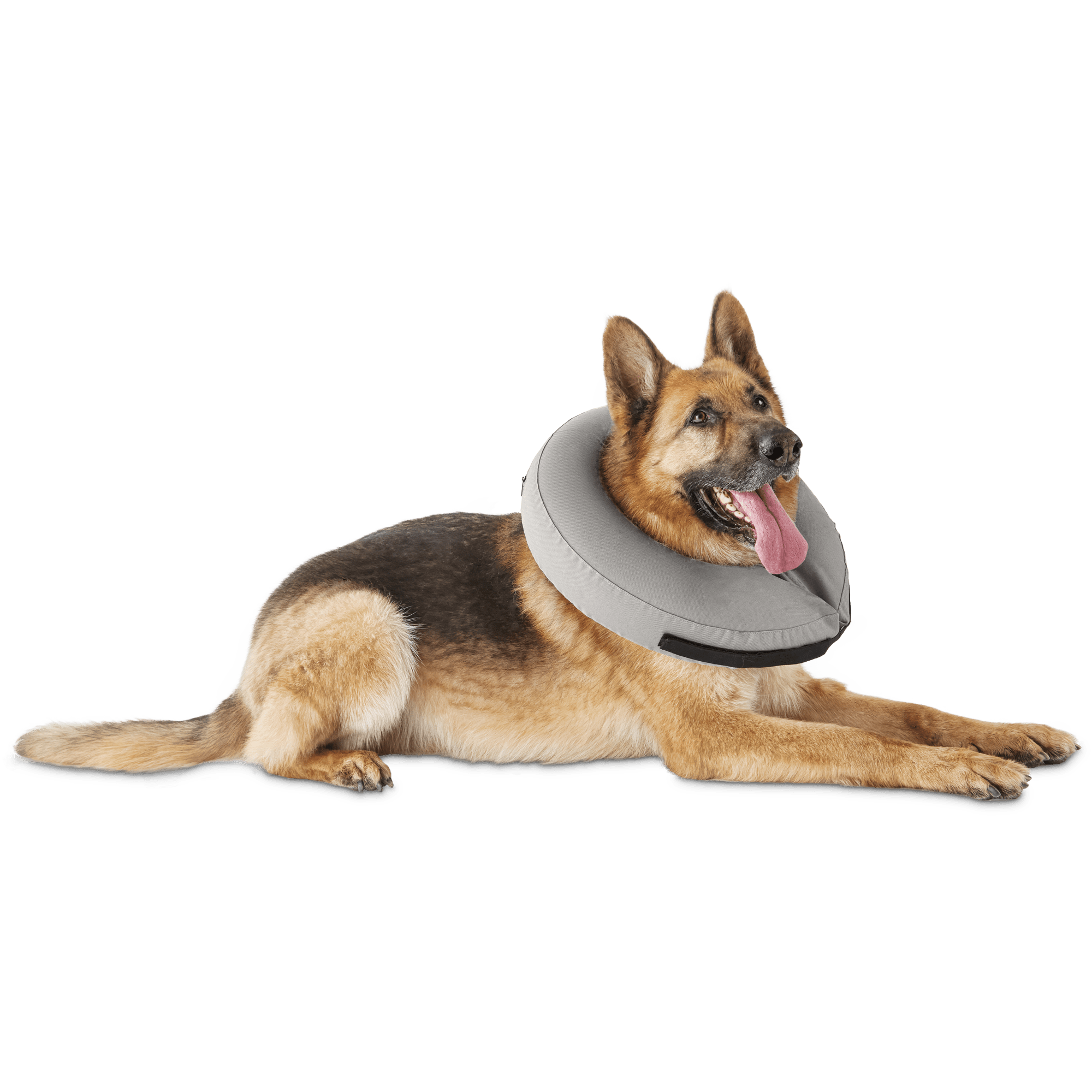 inflatable dog collar