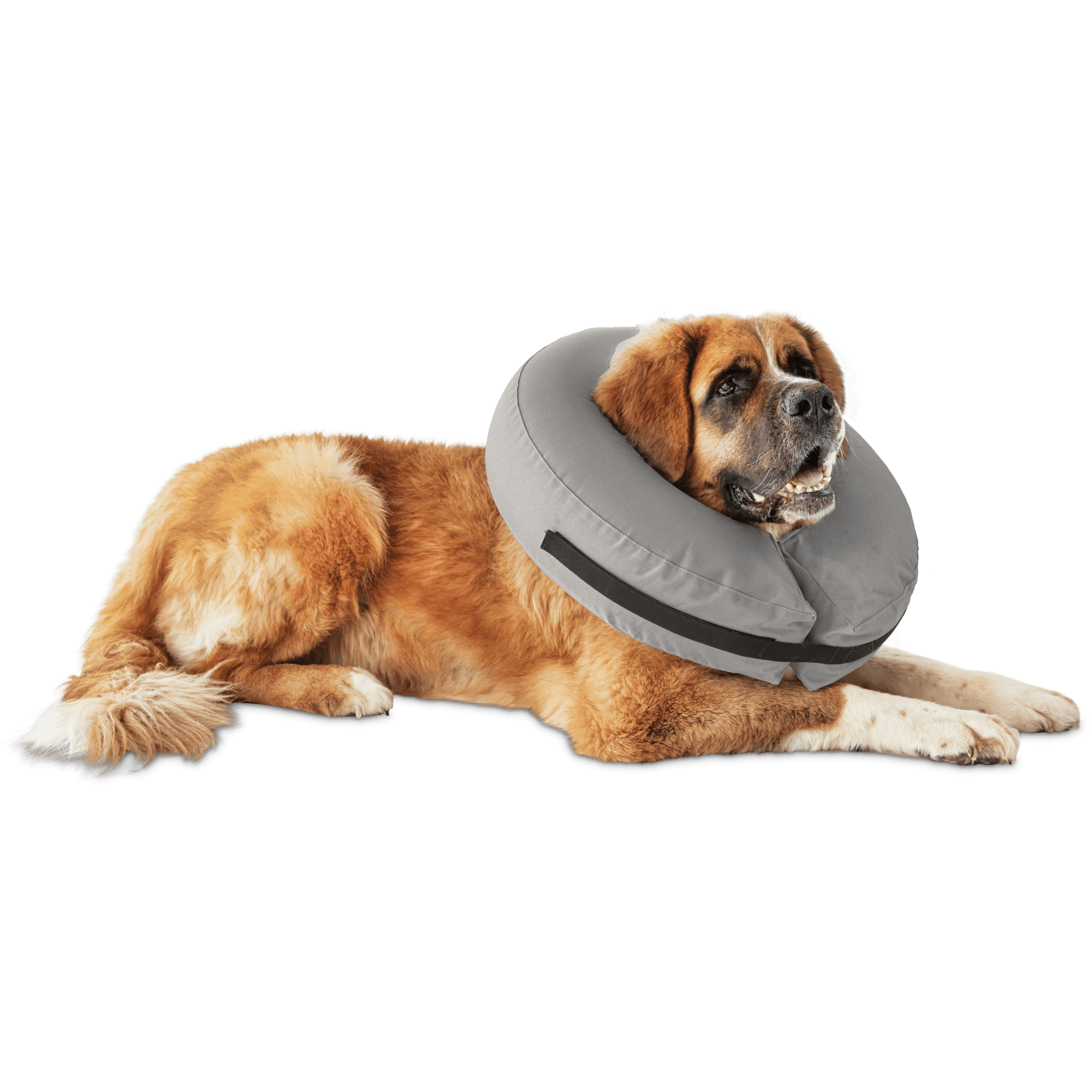 inflatable dog cone petco