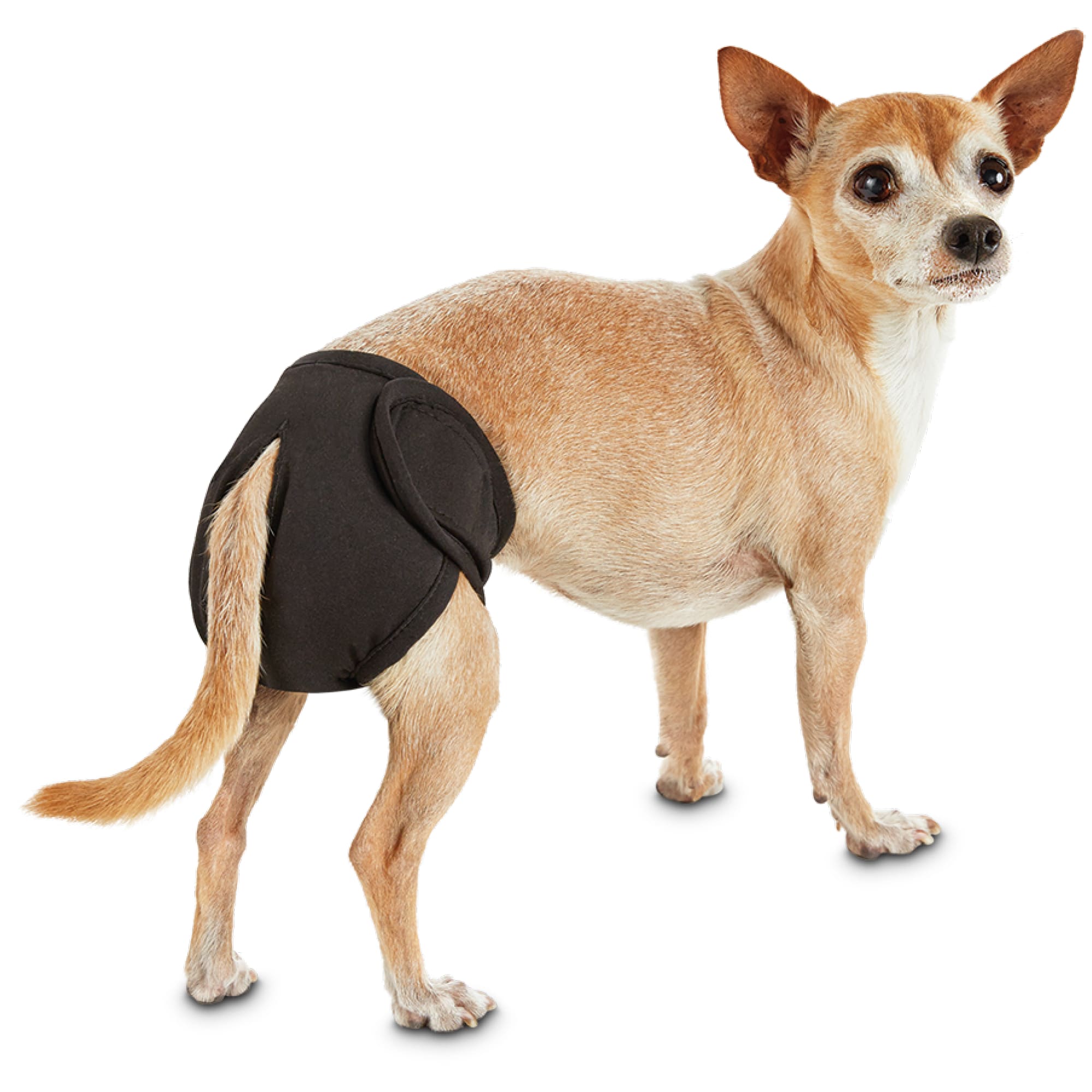 reusable dog diapers