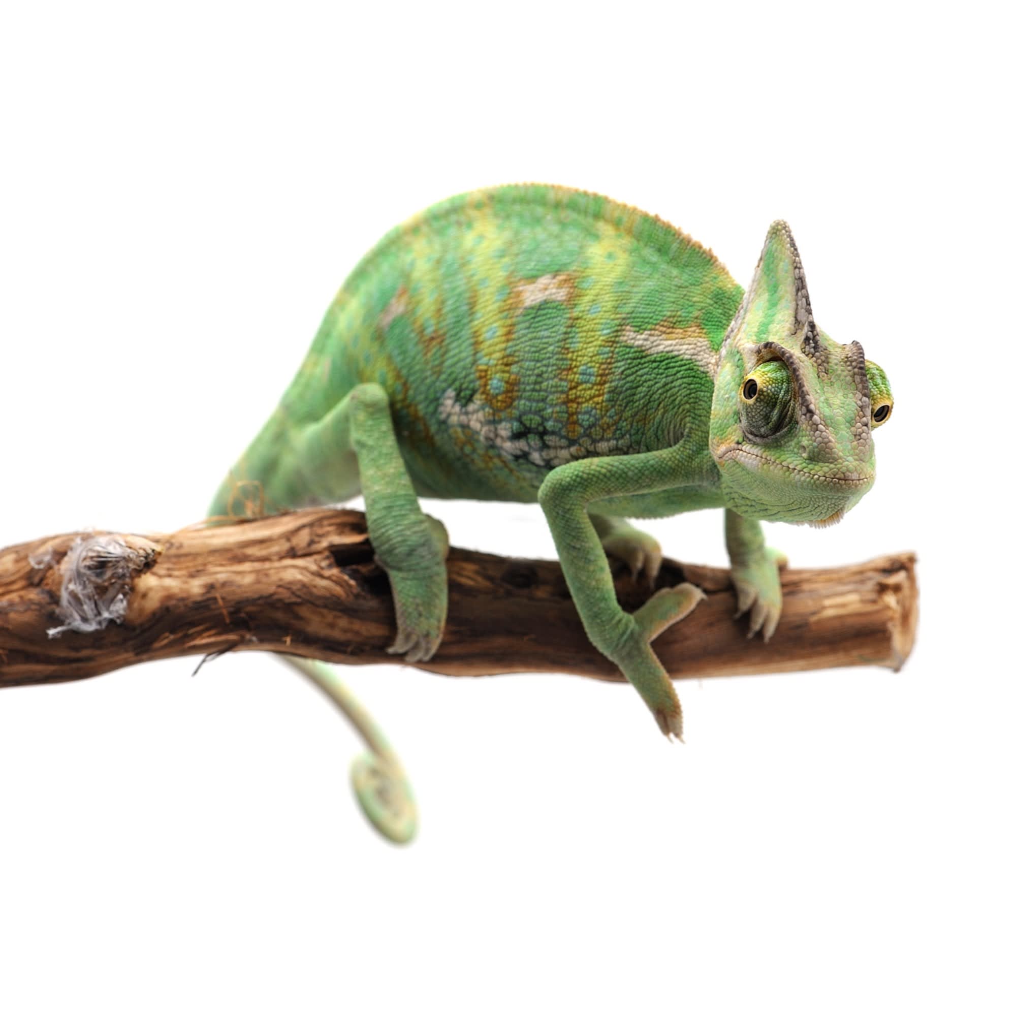 Does Petco Have Chameleons? - ReptileStartUp.com