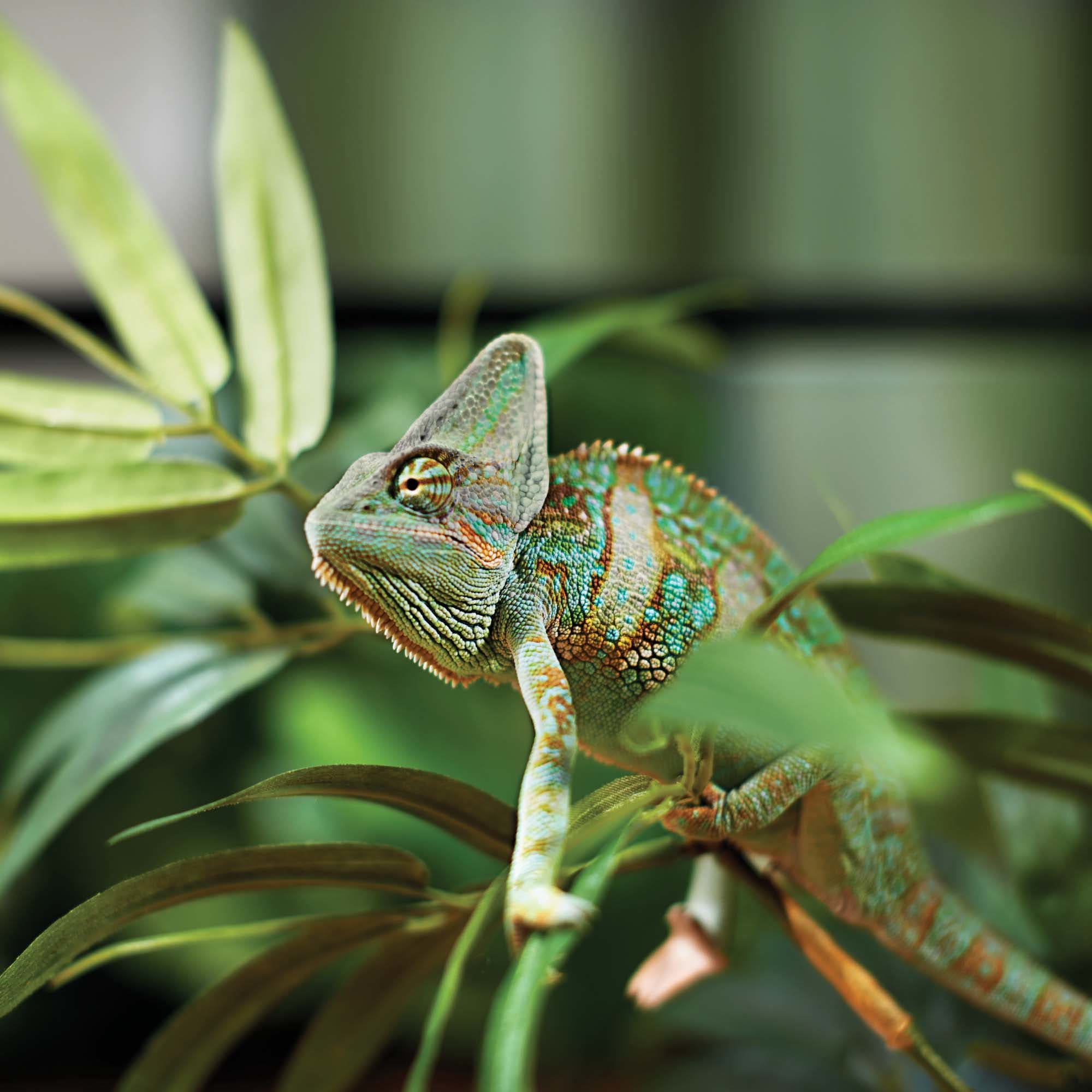 Jackson chameleon best sale for sale petco