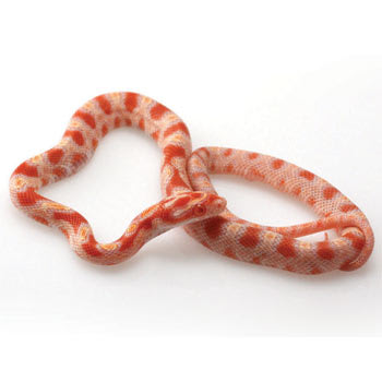 corn snake prices petsmart