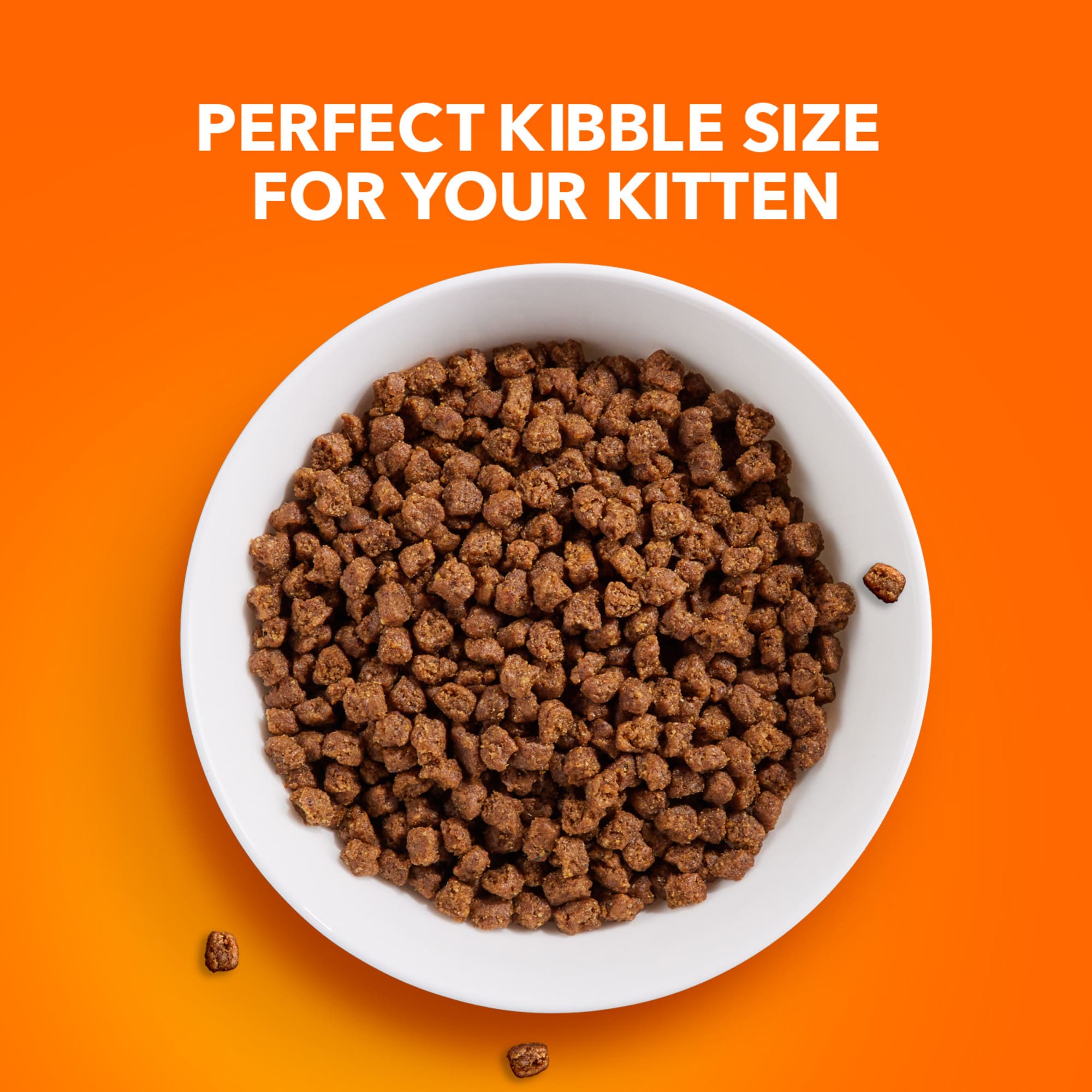 Petco iams outlet kitten food