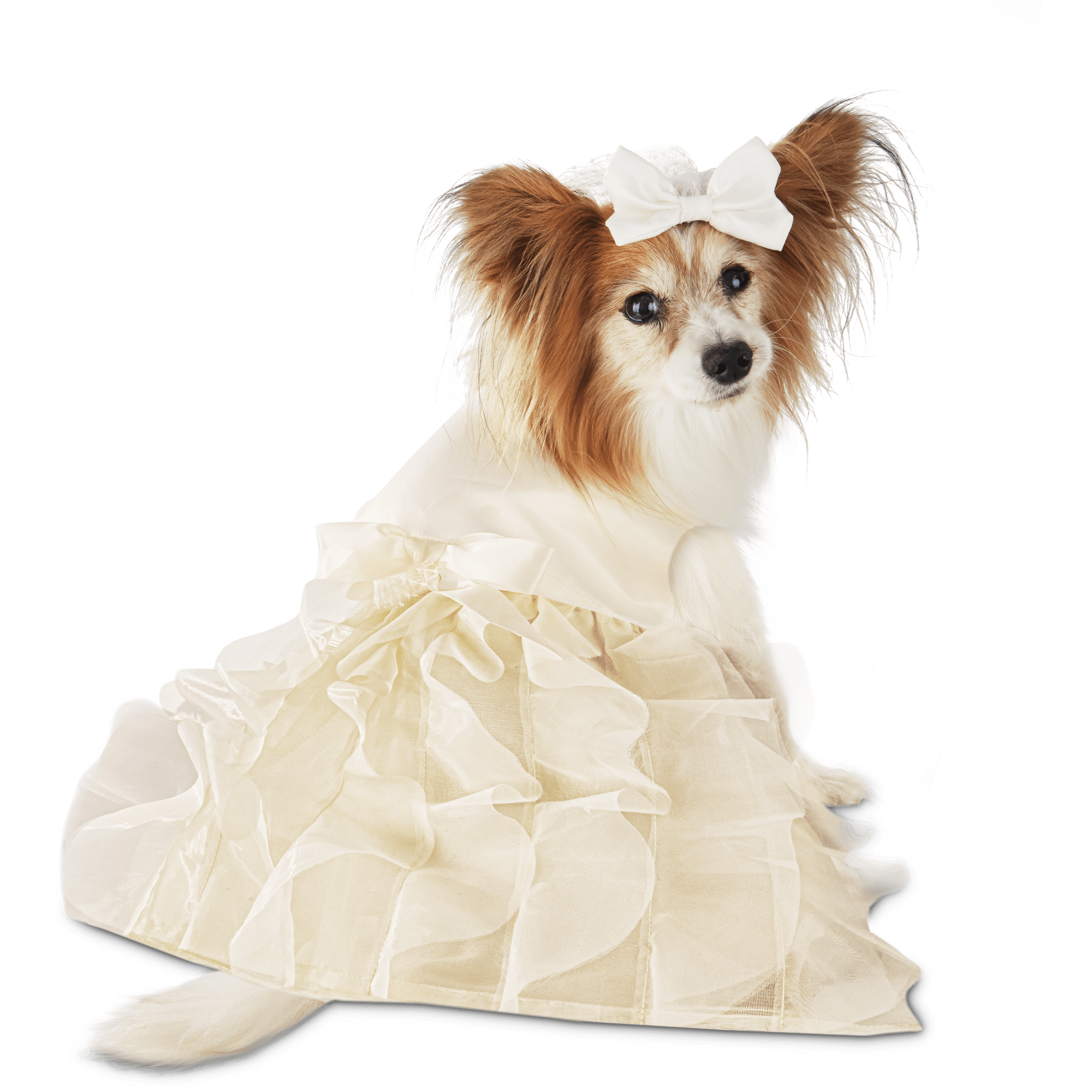 Dress pets. Собака в свадебном платье. Свадебный костюм для собаки. Свадебное платье для крупной собаки. Свадебное платье для собаки Йорк.