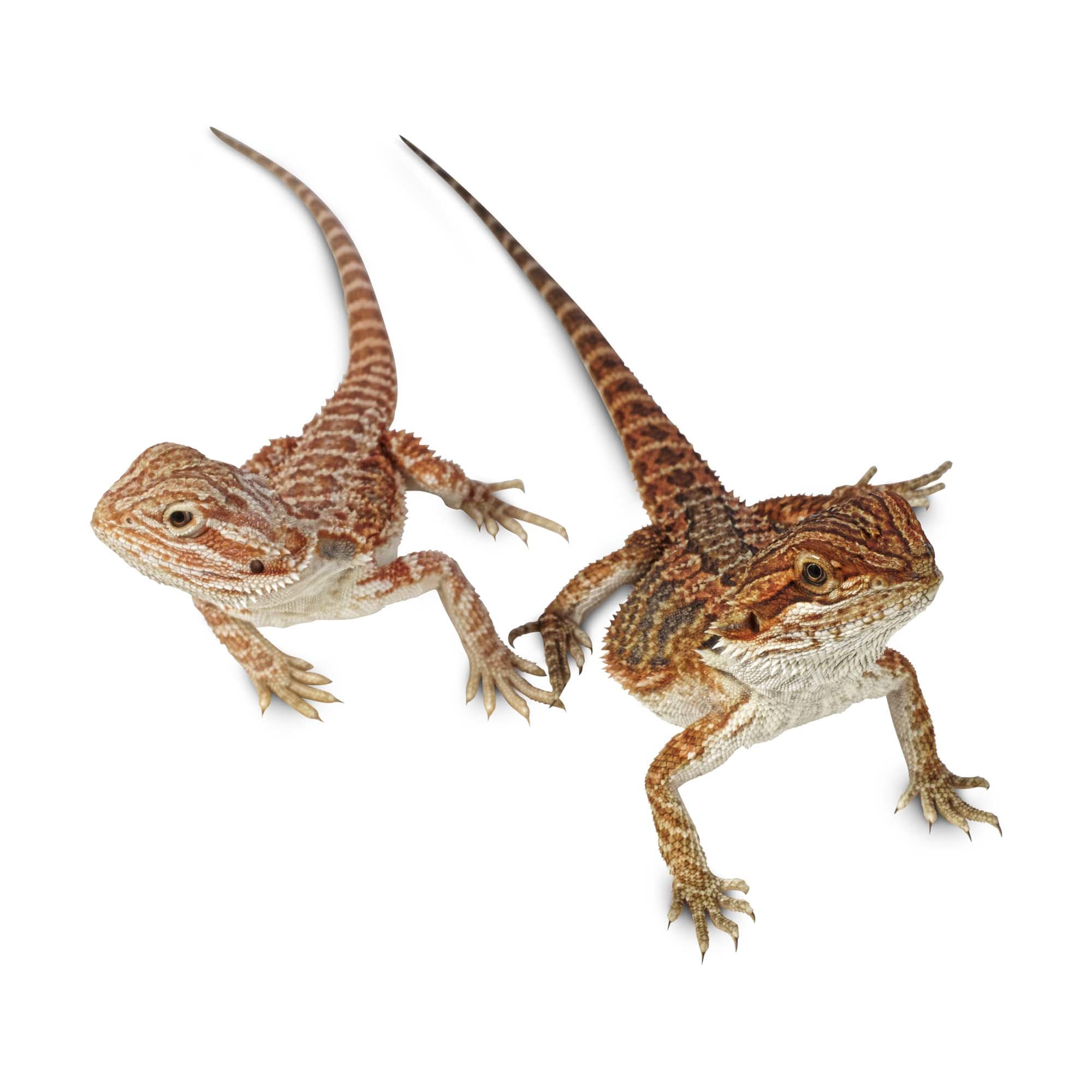 Bearded Dragons For Sale Buy Live Bearded Dragons For Sale Petco