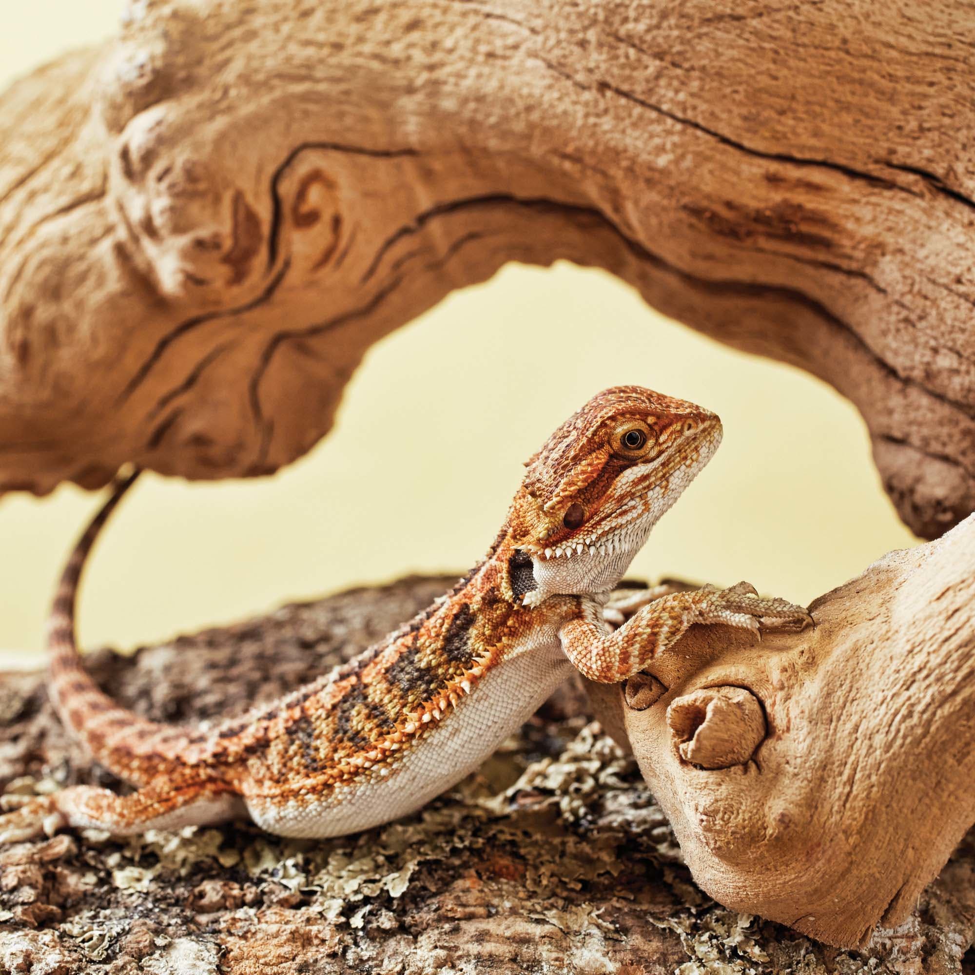 Petco bearded dragon sale