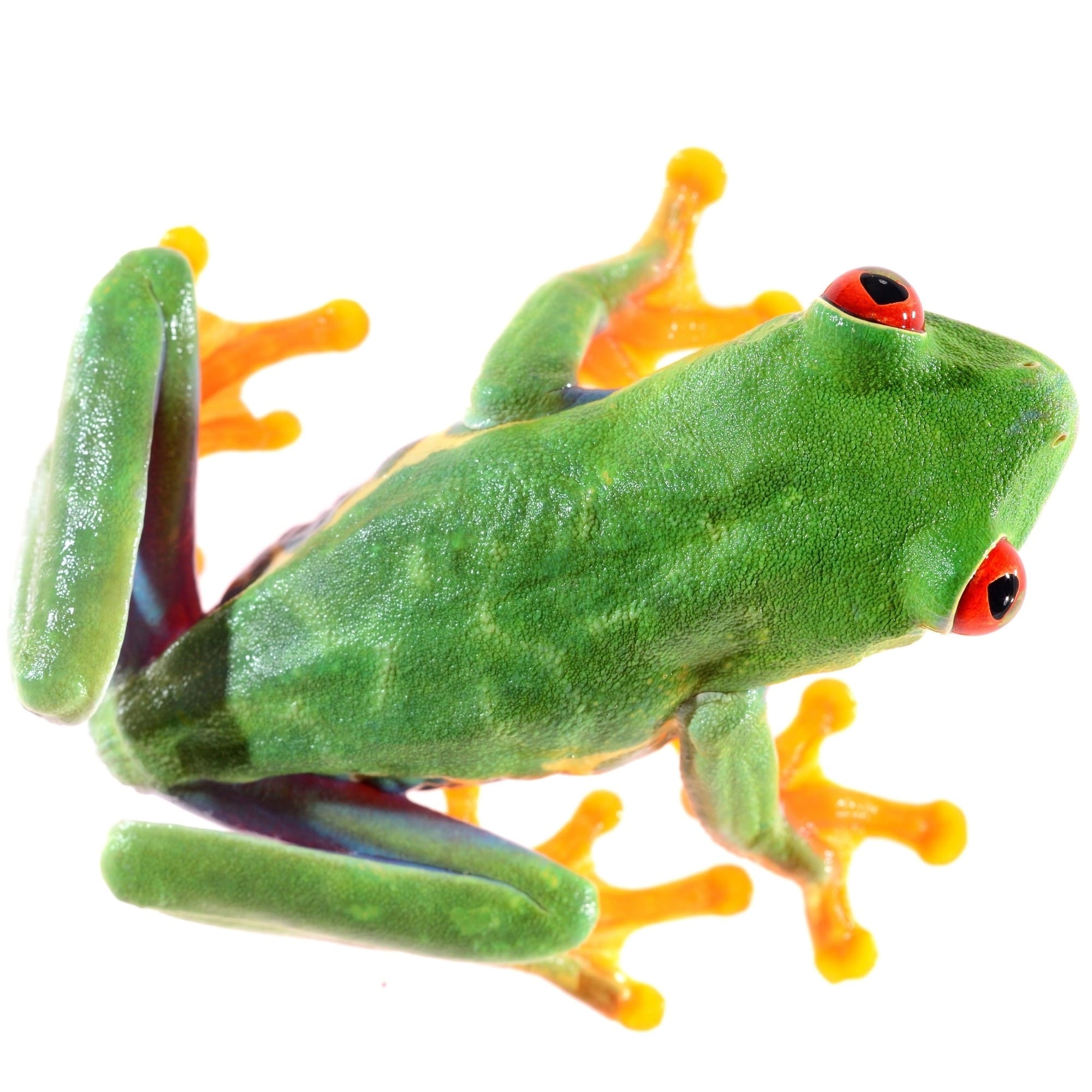 HI-LINE GIFT LTD. Lotus Leaf with Red-Eyed Tree Frog Statues 87822-A - The  Home Depot