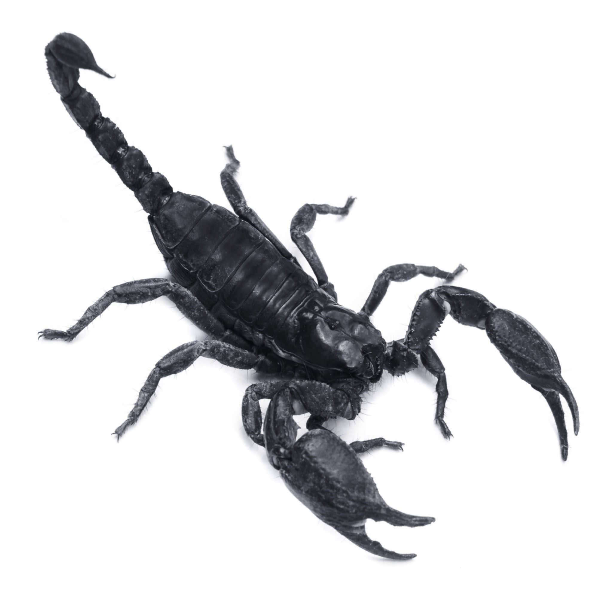 Sawfinger scorpion