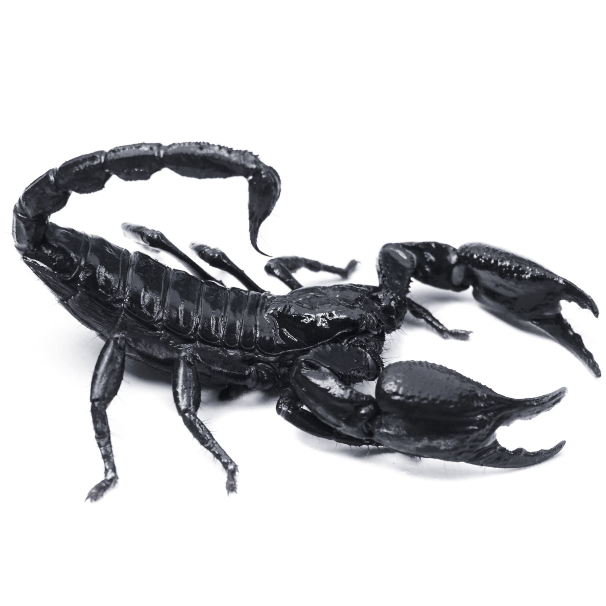 emperor scorpion for sale petco