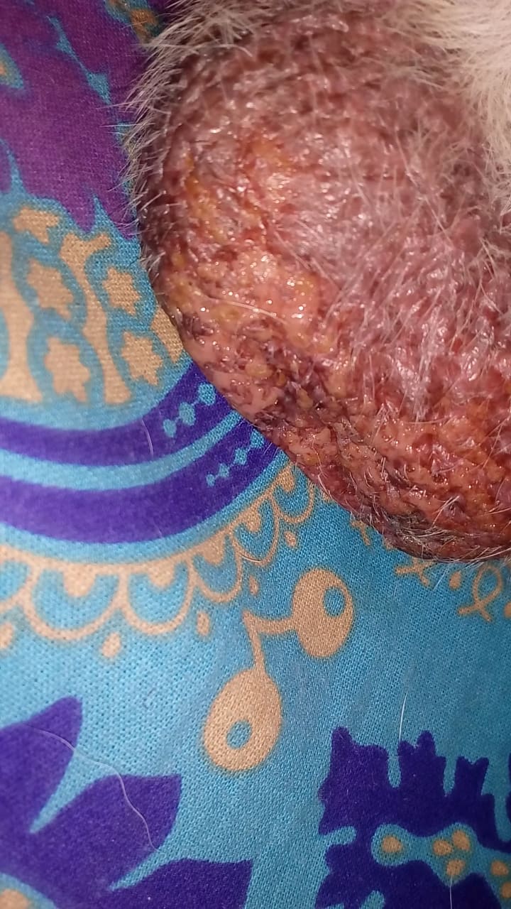 My Dog s Testicles Look Swollen Red What s Wrong Petco