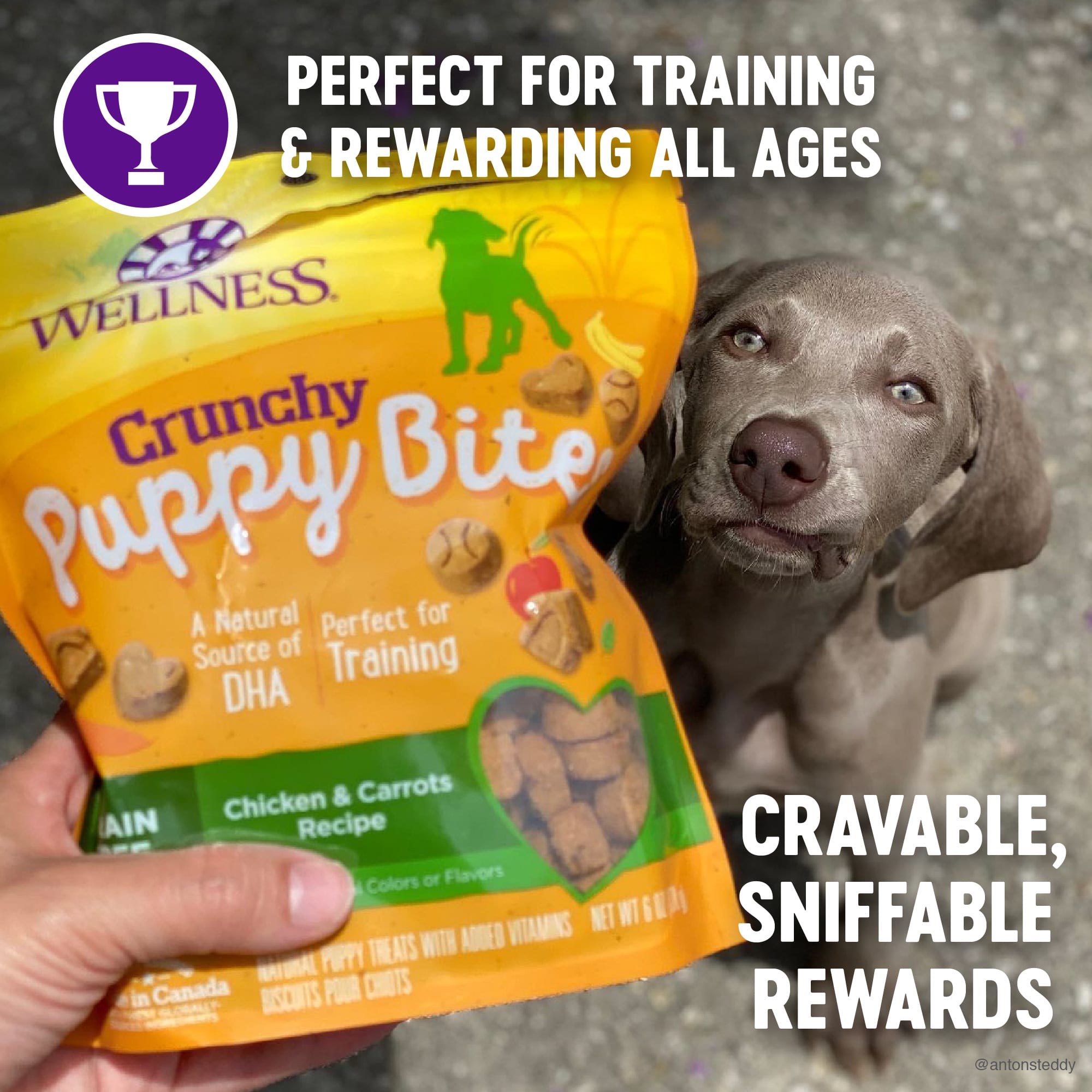 Wellness Complete Health Puppy Bites Natural Grain Free Chicken Carrots Recipe Crunchy Treats 6 oz. Petco