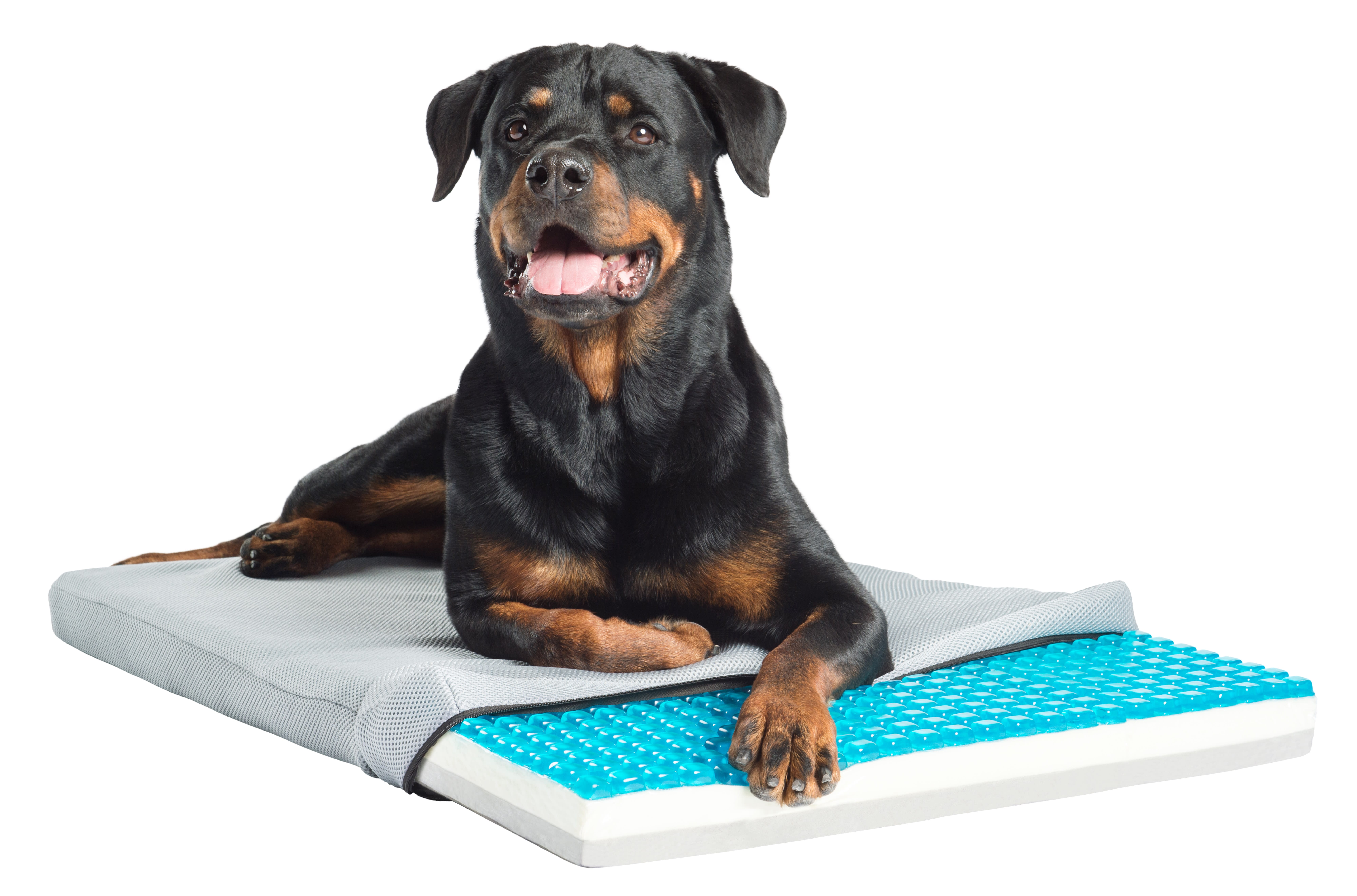 Dog bed store with cooling pad