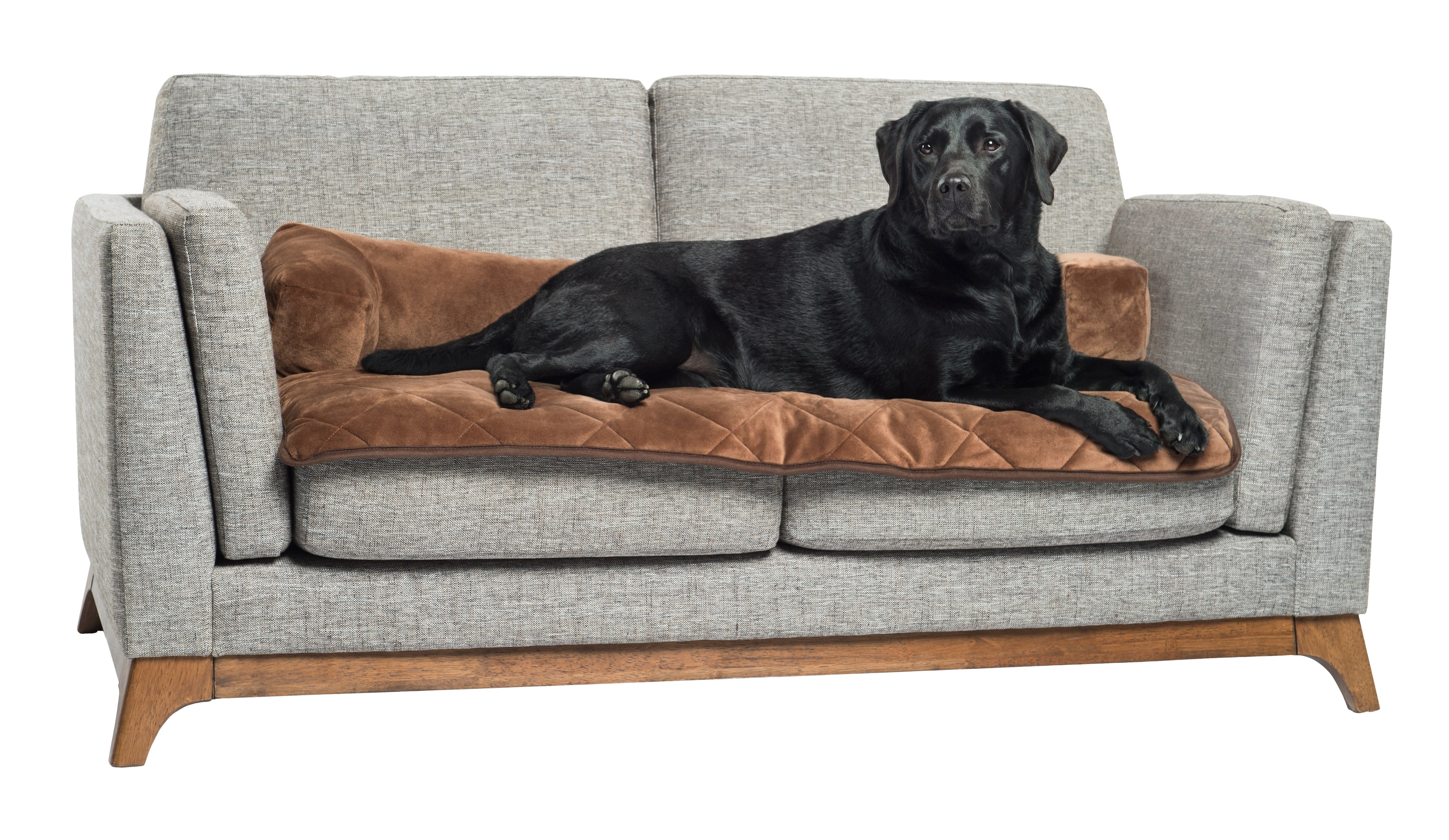 pet couch bed and furniture protector