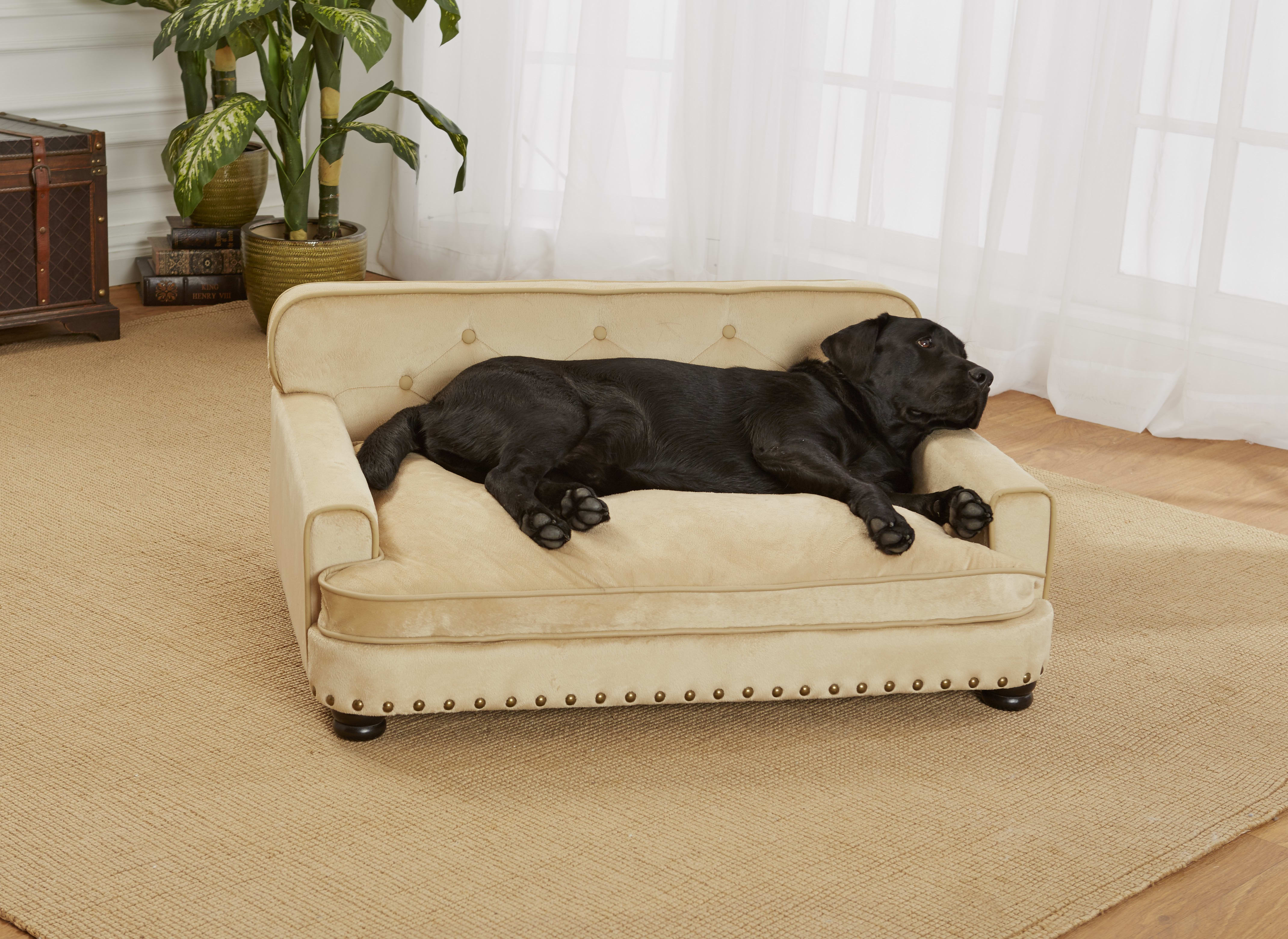 Elegant Dog on a Sofa