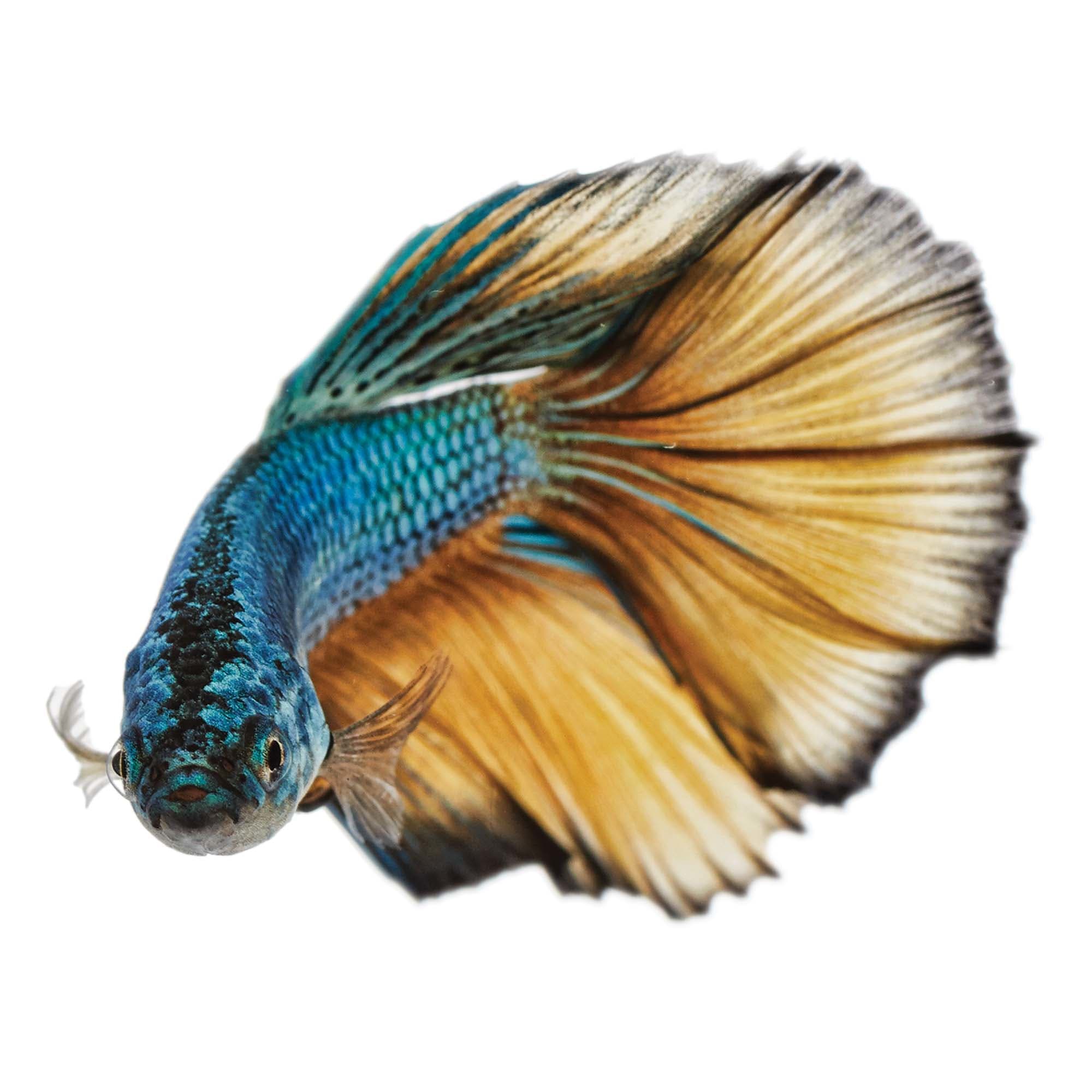 types of betta fish petco