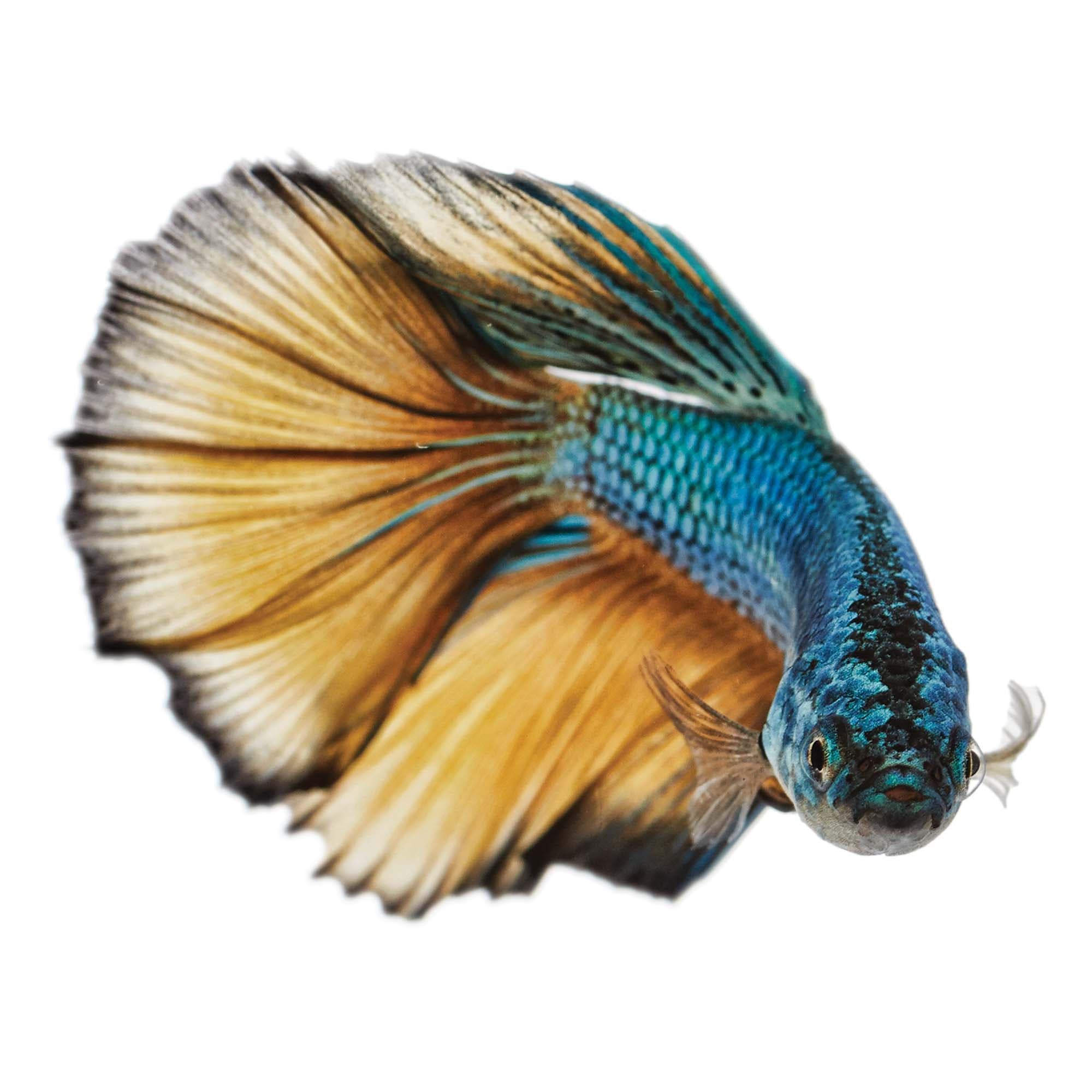 Male Paradise Betta for Sale Order Online Petco