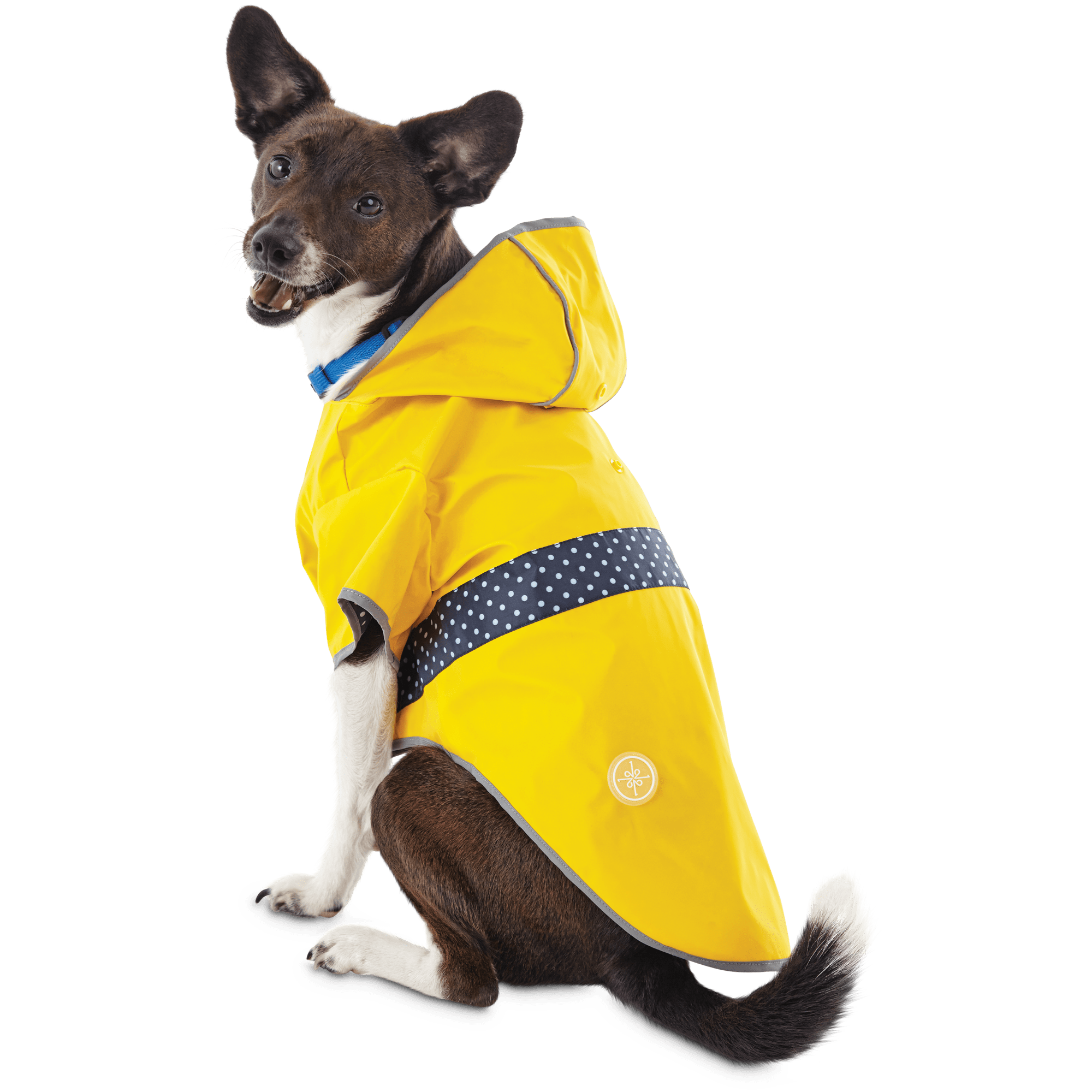 dog raincoat