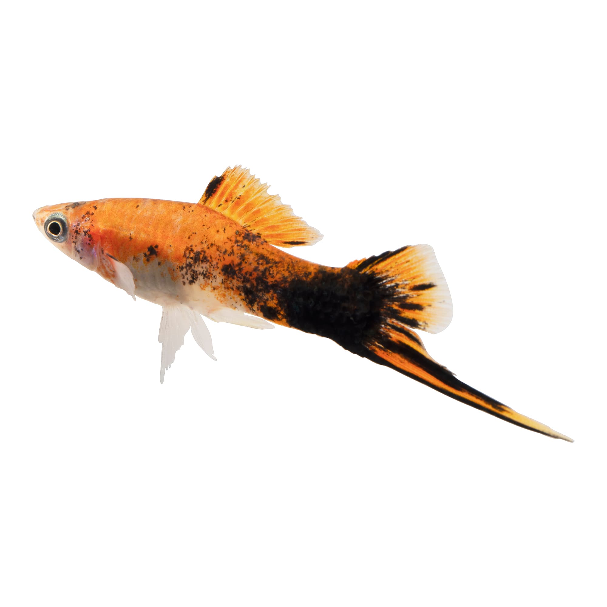 Petco tropical clearance fish