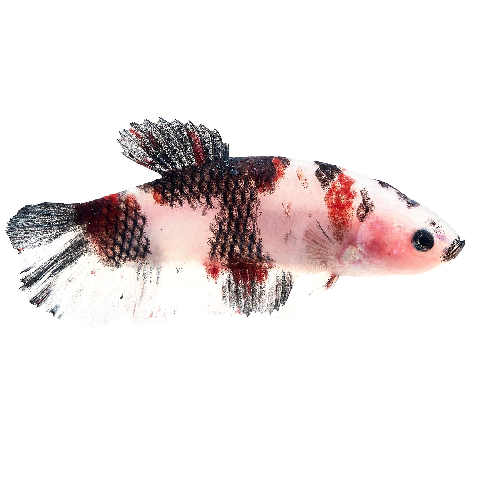 Koi colored betta store fish