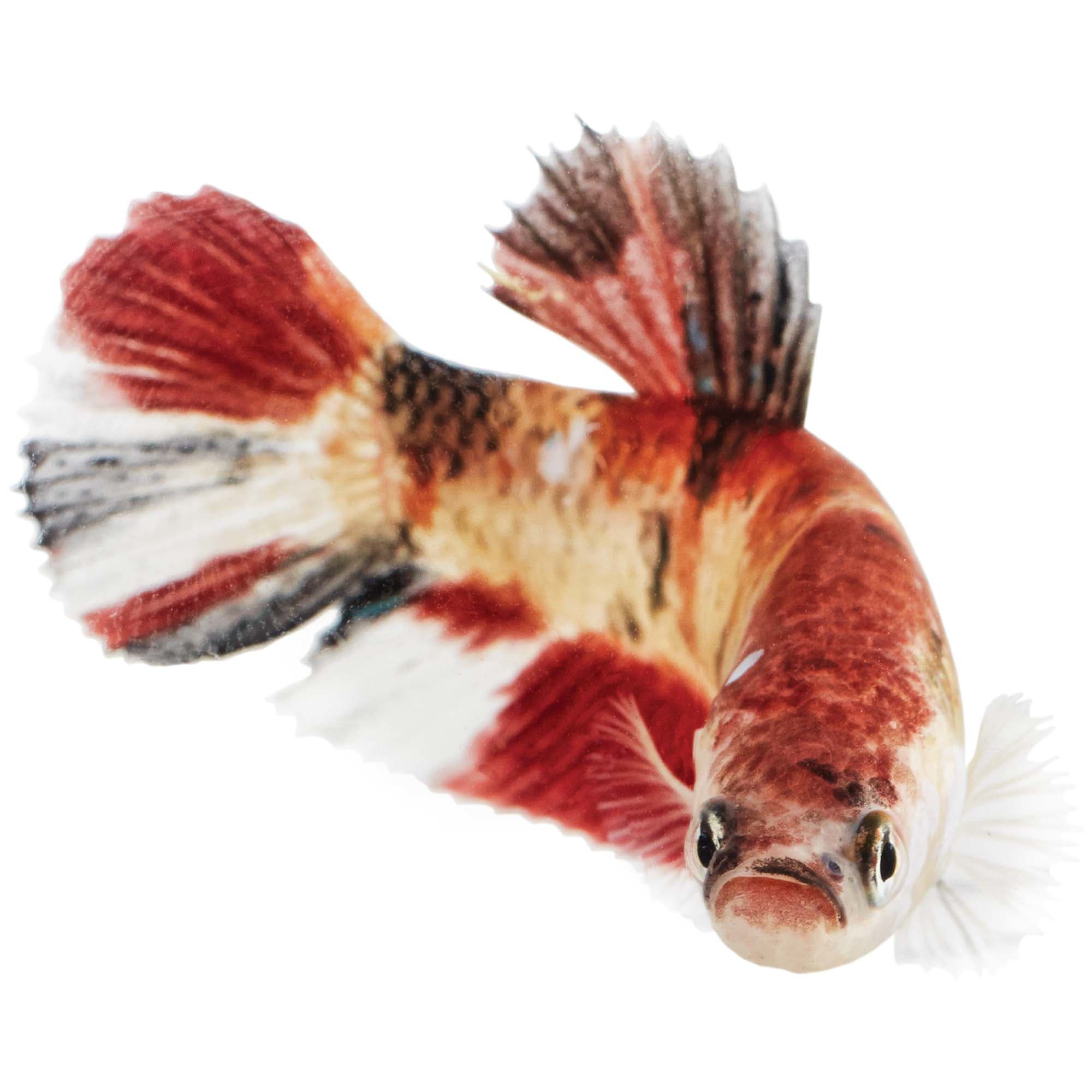 Koi best sale betta petco