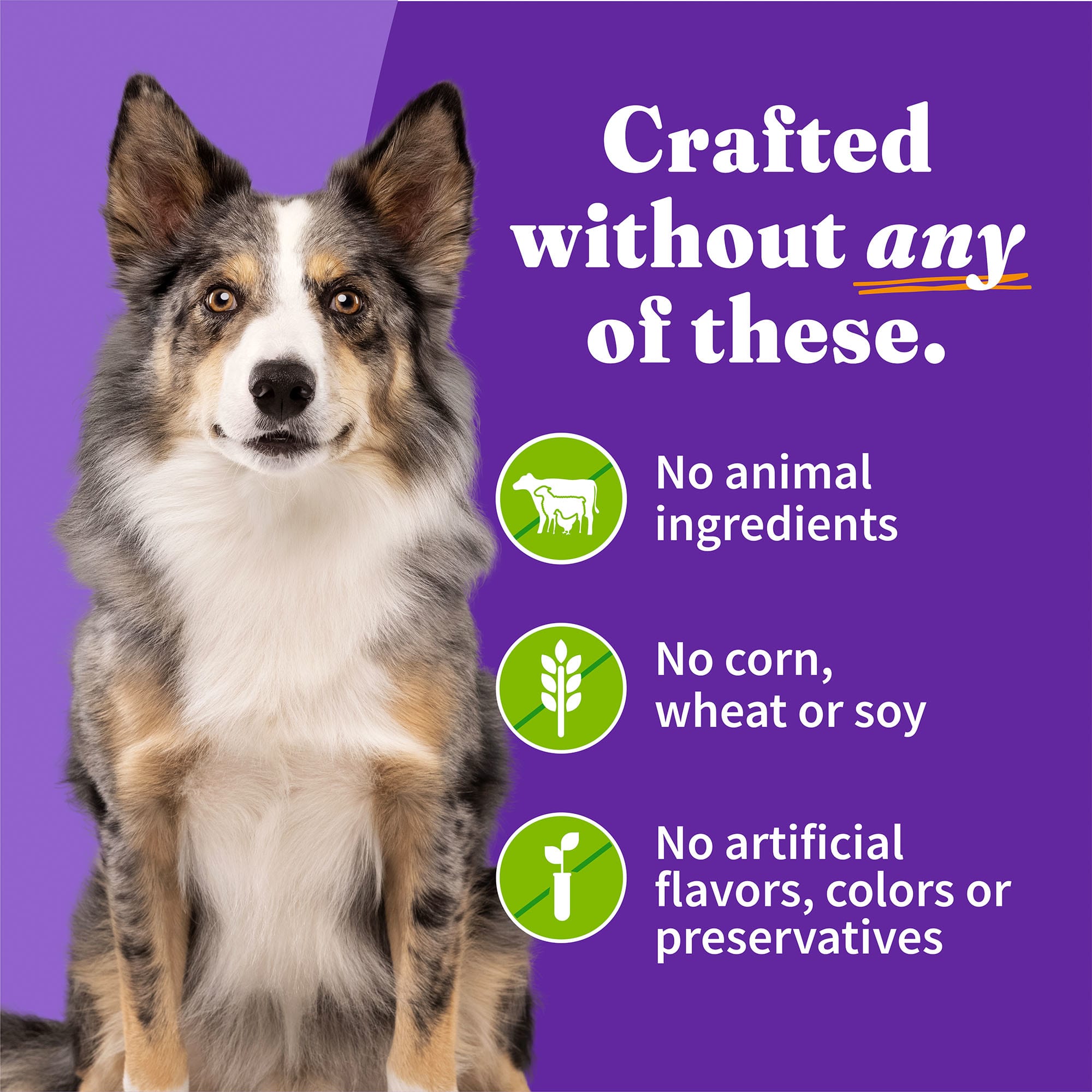 Halo vegan canned dog food best sale