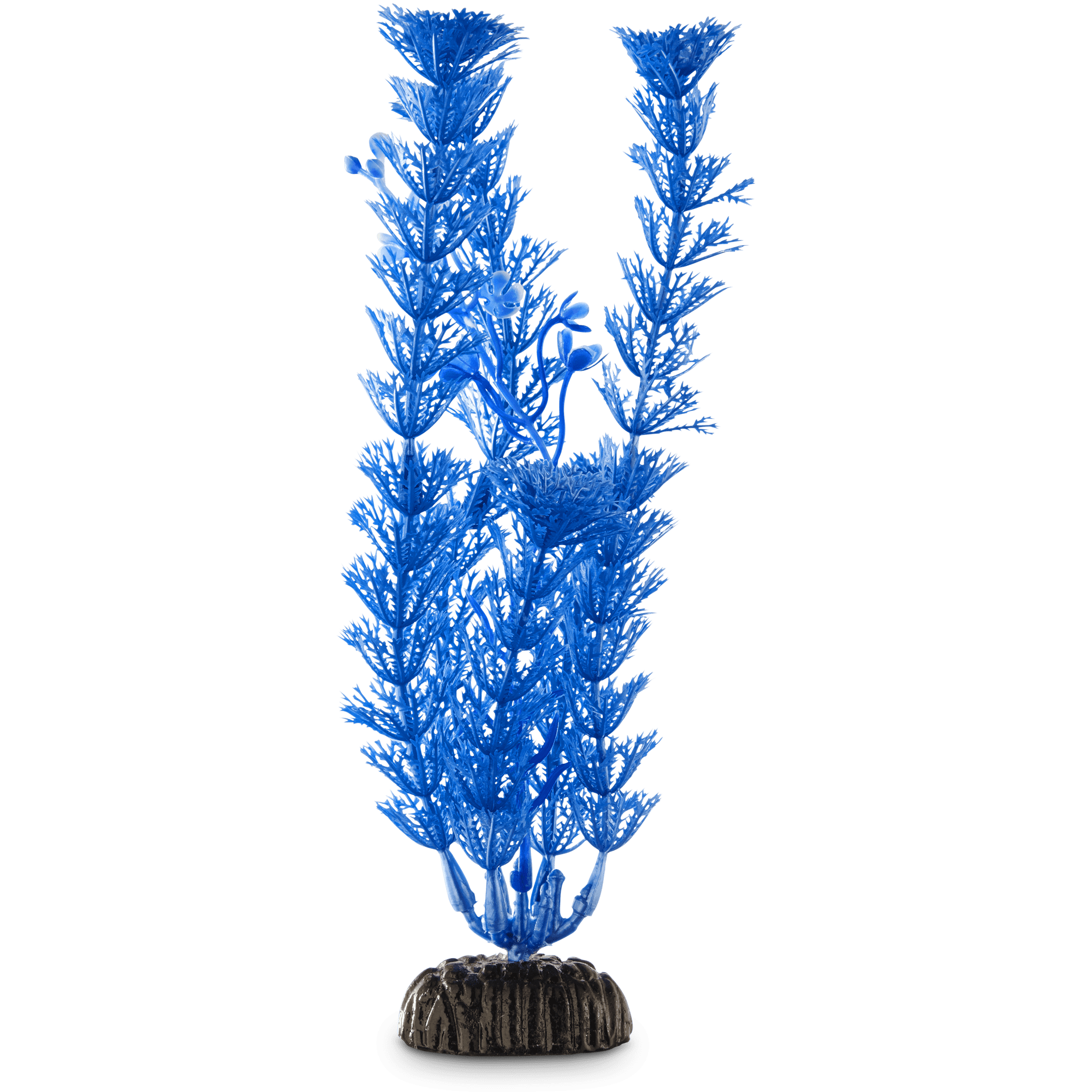 Imagitarium Blue Ambulia Midground Aquarium Plant