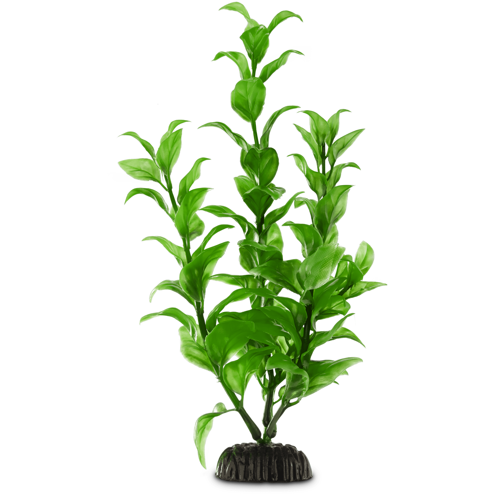 Aquarium Plants Png Ubicaciondepersonas cdmx gob mx
