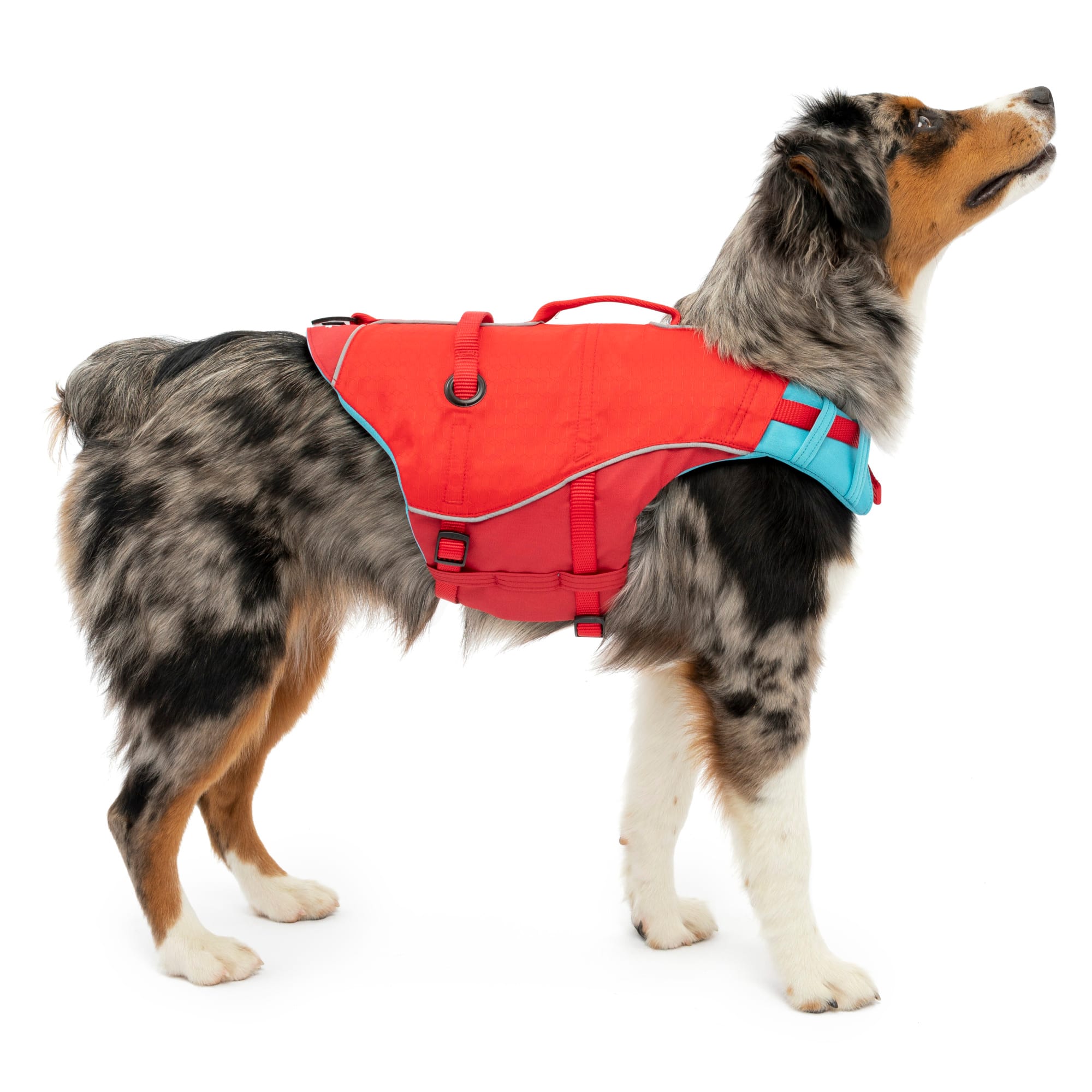 Petco dog flotation on sale vest