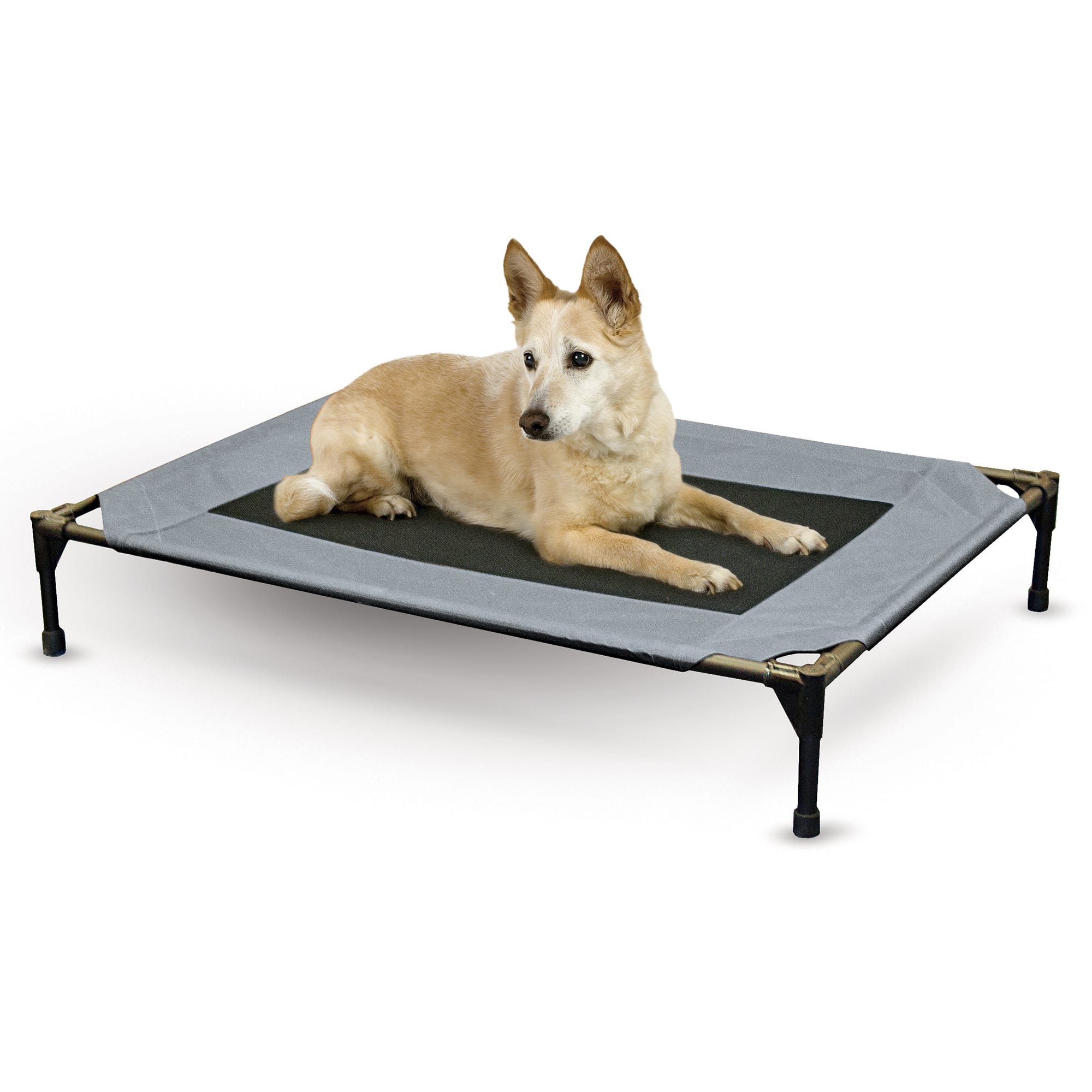 dog cot petsmart