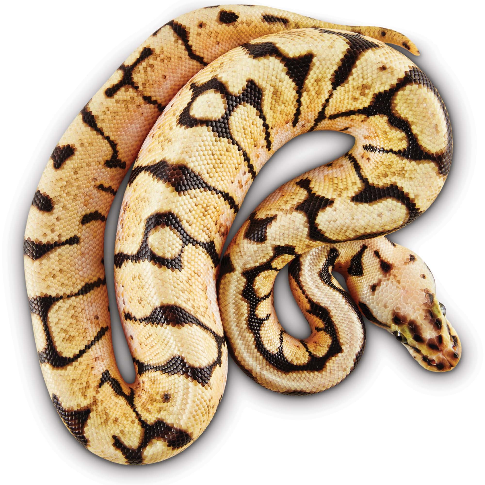 How Much Does A Ball Python Cost?