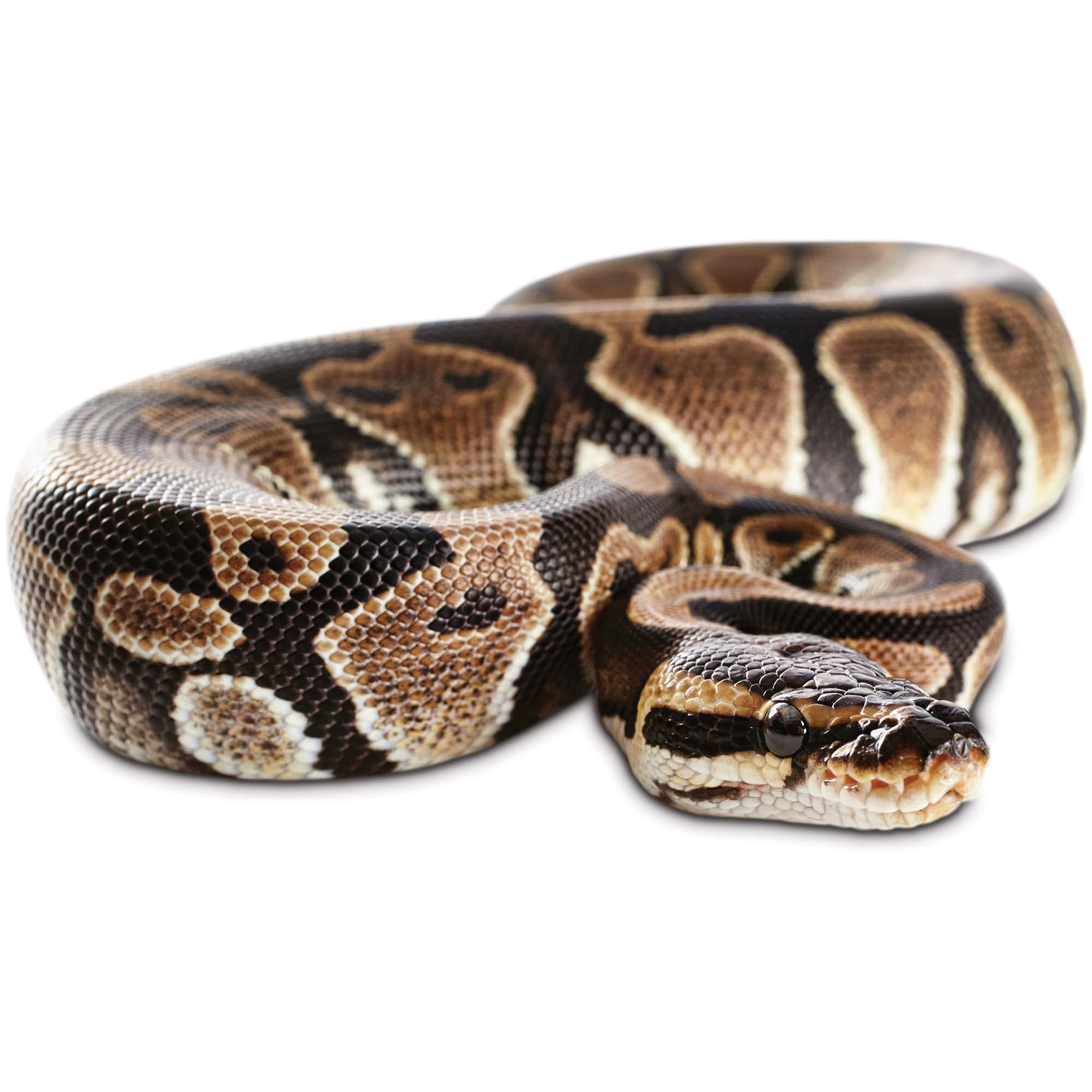 Ball Pythons For Sale Python Regius Petco