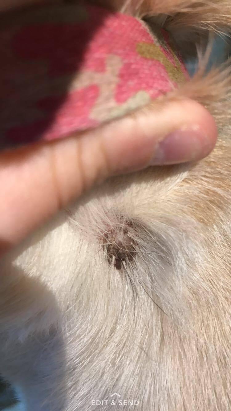 My dog has an itchy, raised, grayish neck spot. What is it? | Petco