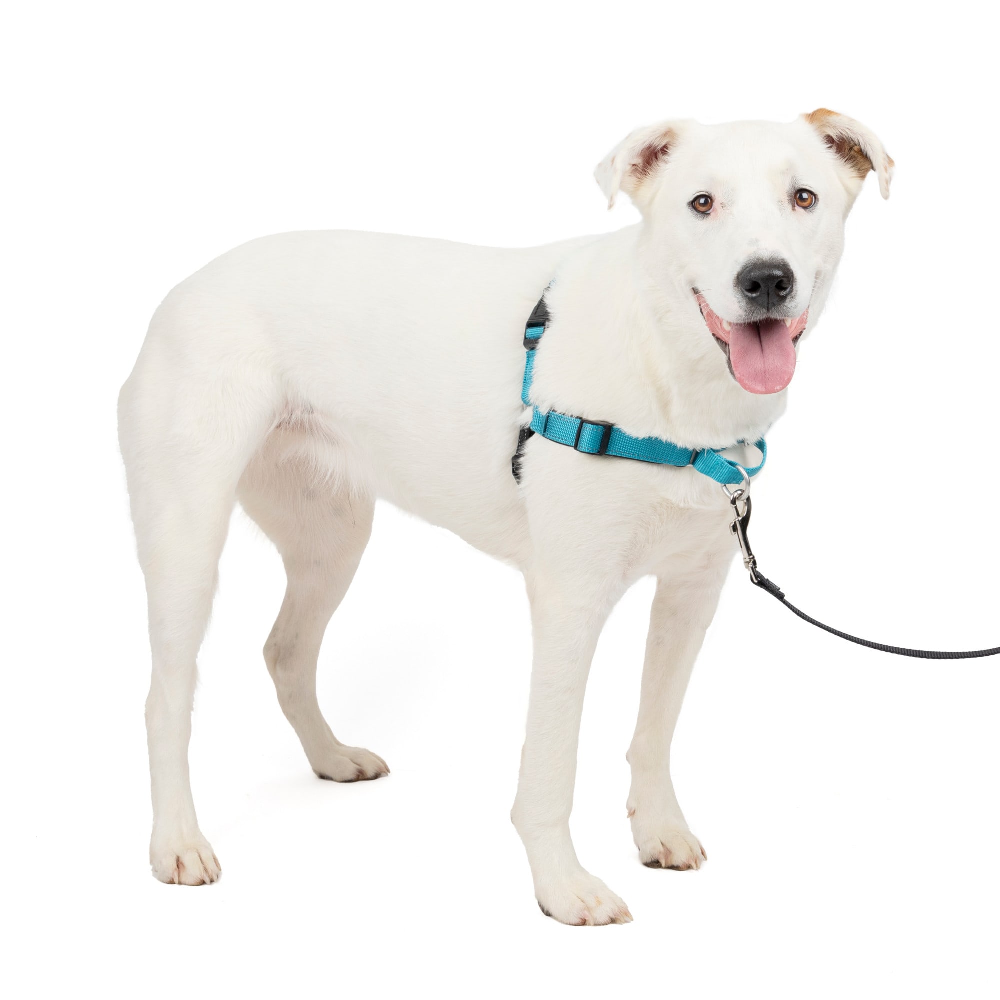 Petco no pull harness best sale