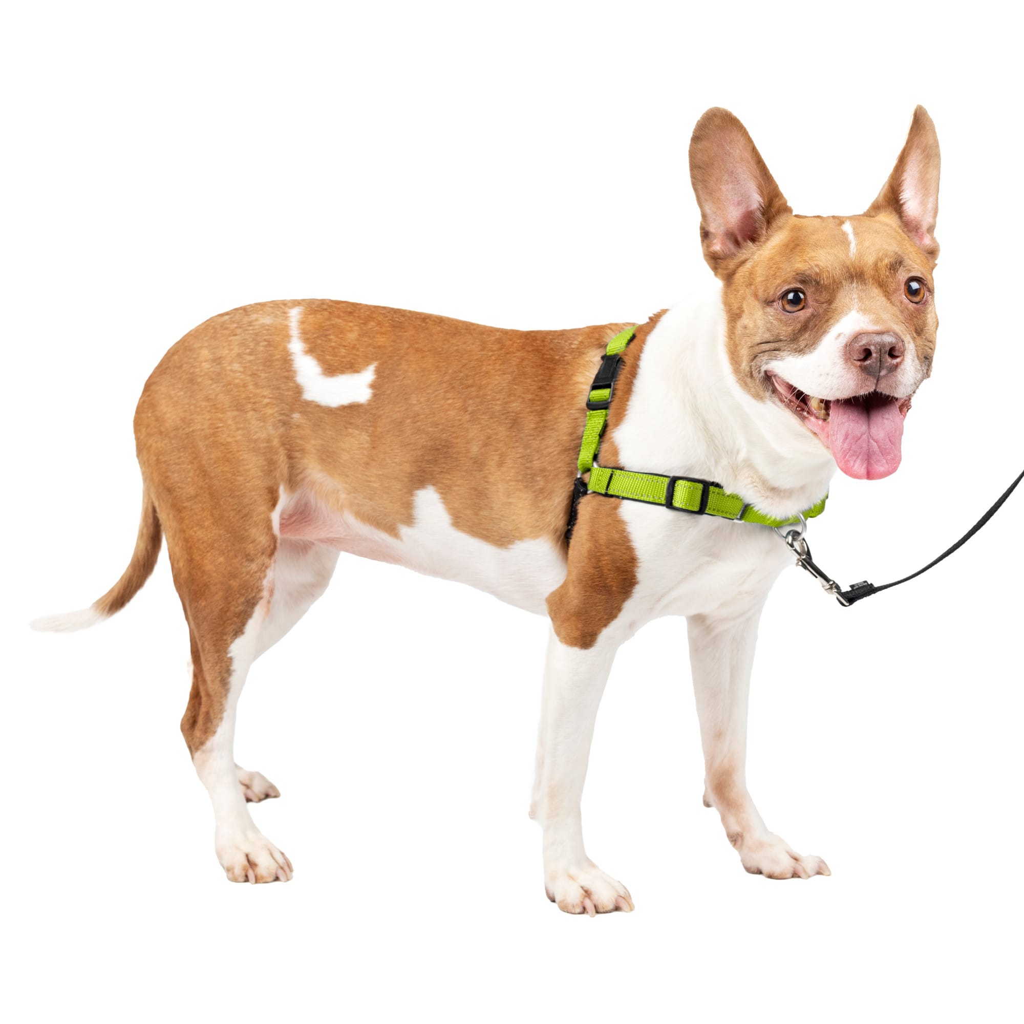 Petco front clip harness best sale