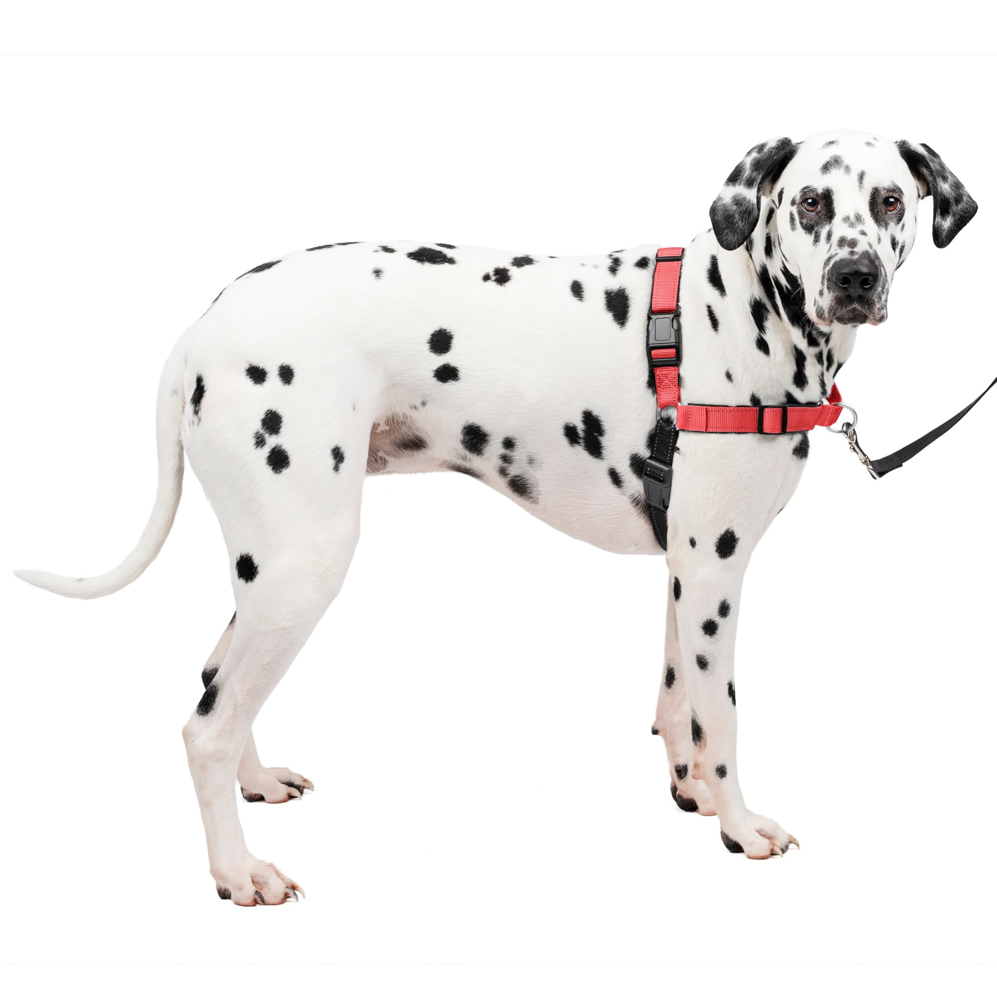 PetSafe Easy Walk Chic Designer Dog Harness & Leash, Donut, Small