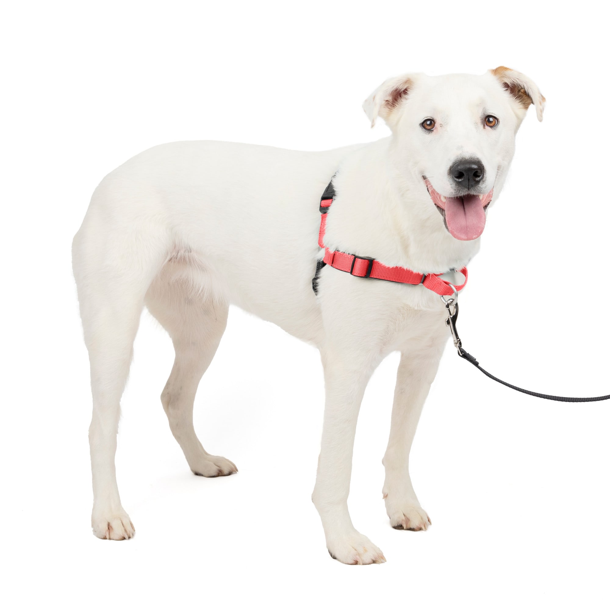 PetSafe Deluxe Easy Walk Dog Harness Steel Medium Large