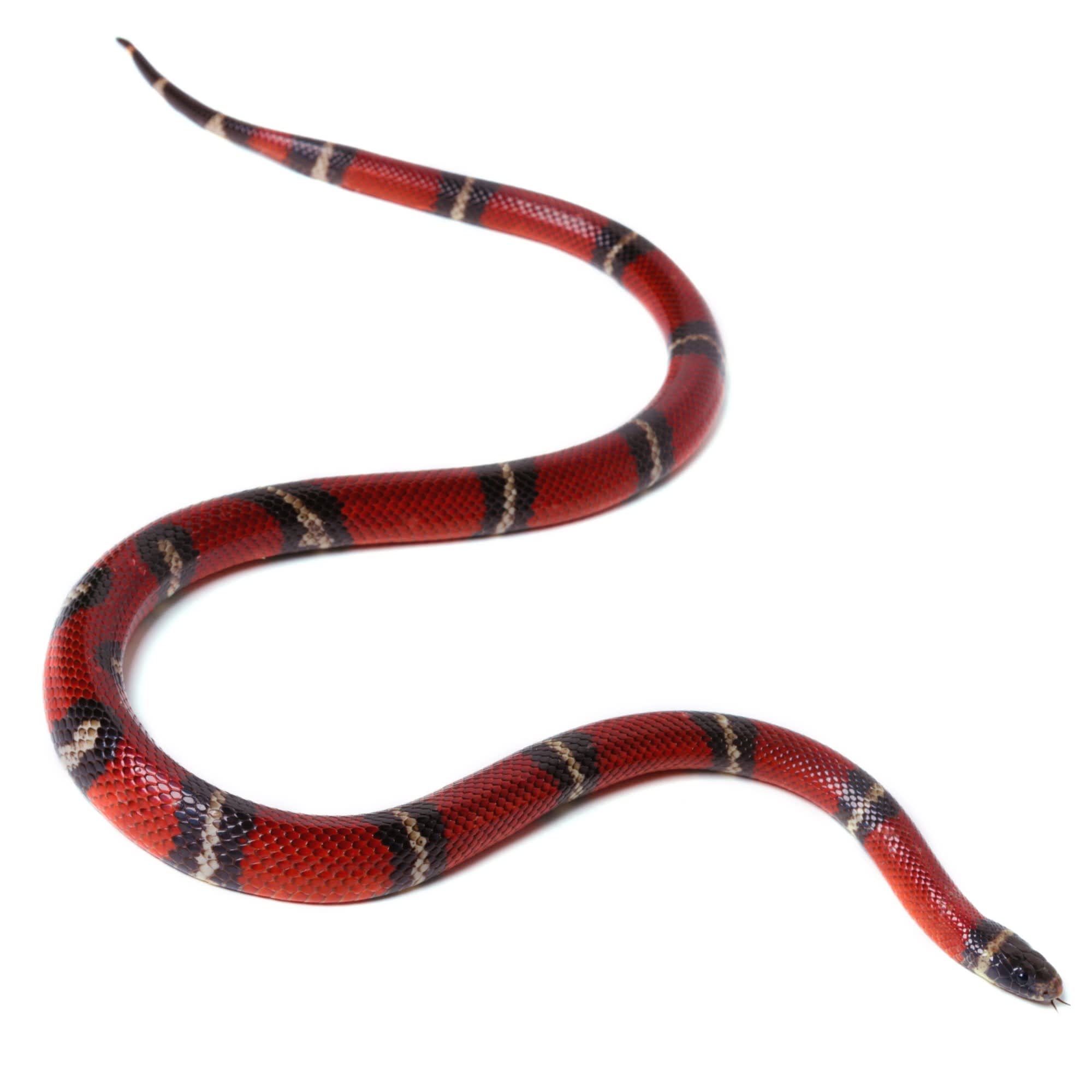 Milk snake price on sale petco