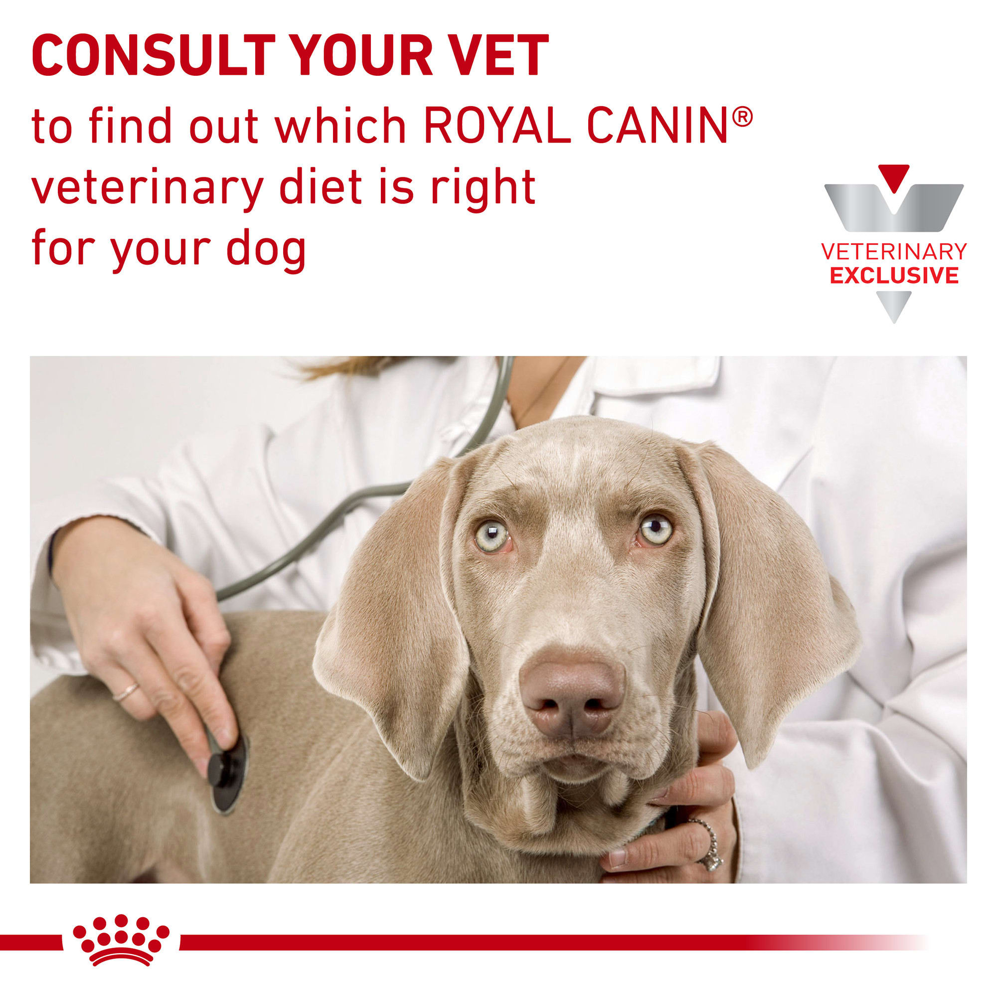 Royal Canin Recovery for Dogs/Cats - Vetopia Online Store – VetSPLY