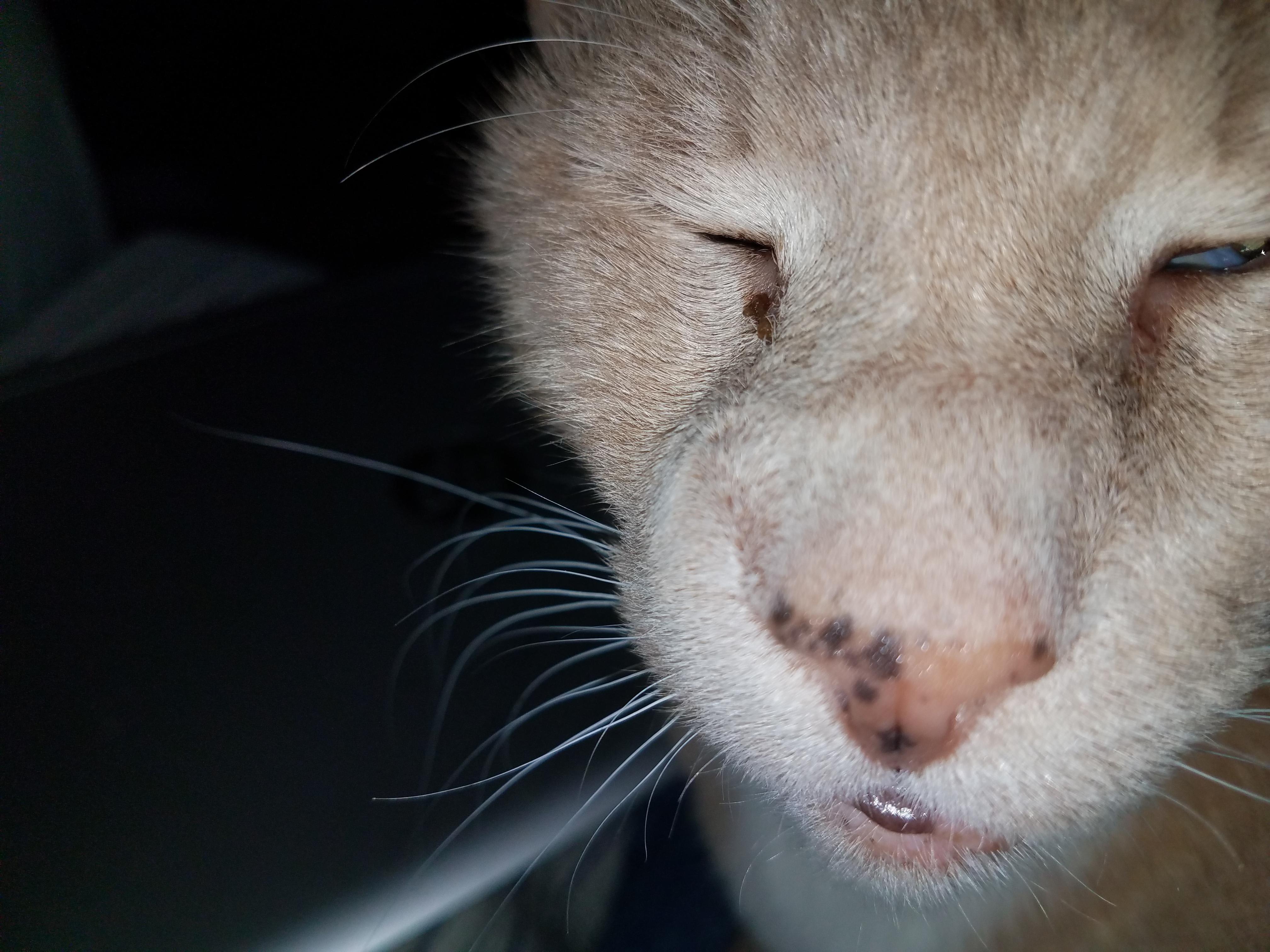 Why does my cat have a recurring nose swelling despite antibiotics? | Petco